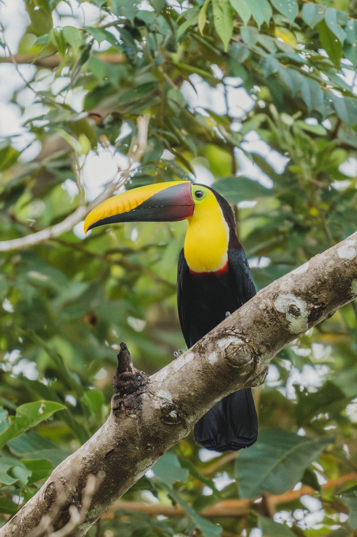 Channel-billed toucan resting on a tree branch in dense tropical foliage.