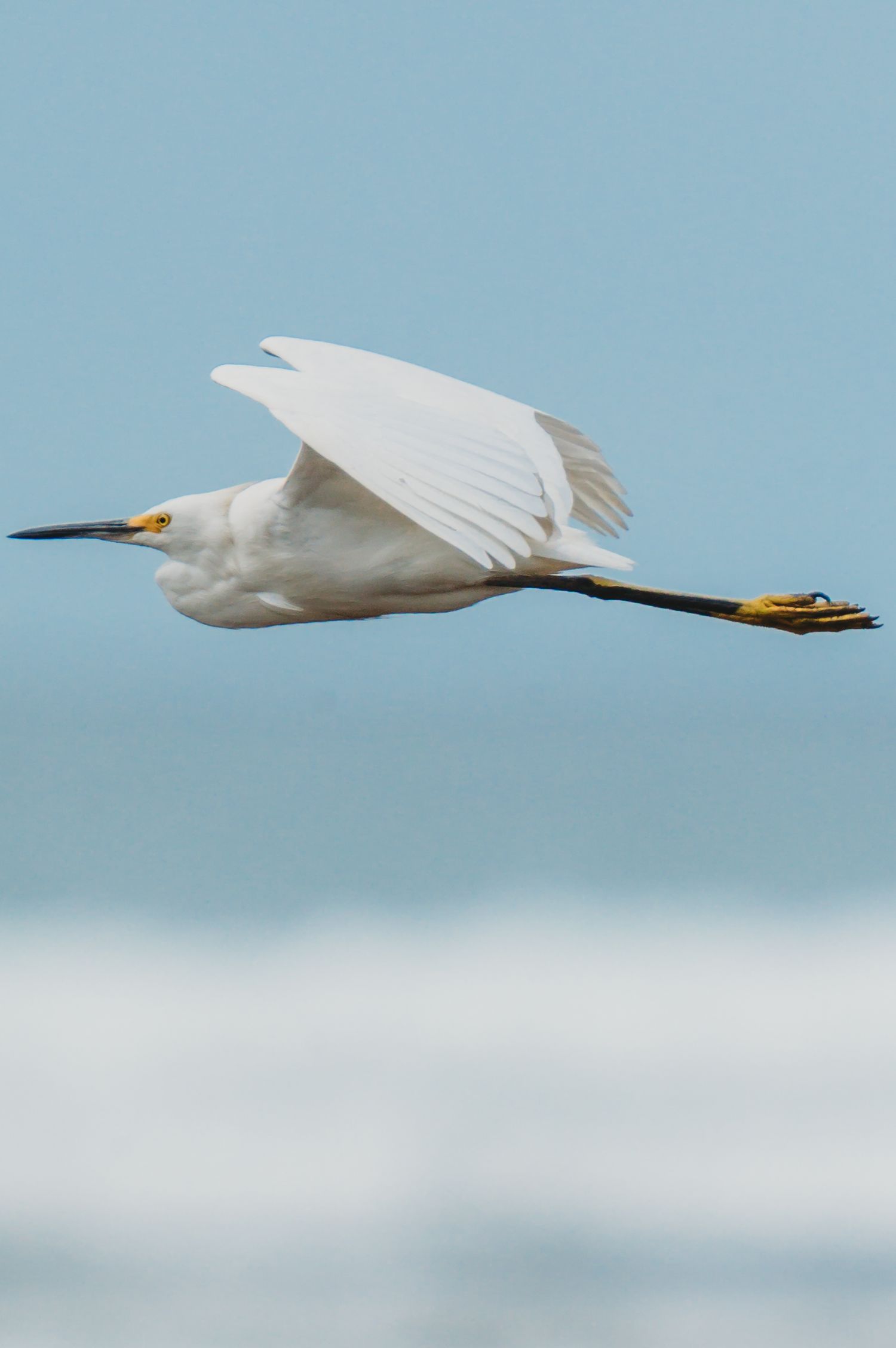 A snowy egret in flight over ocean waves, showcasing white plumage, black beak, and distinctive yellow feet against a blue sky.
