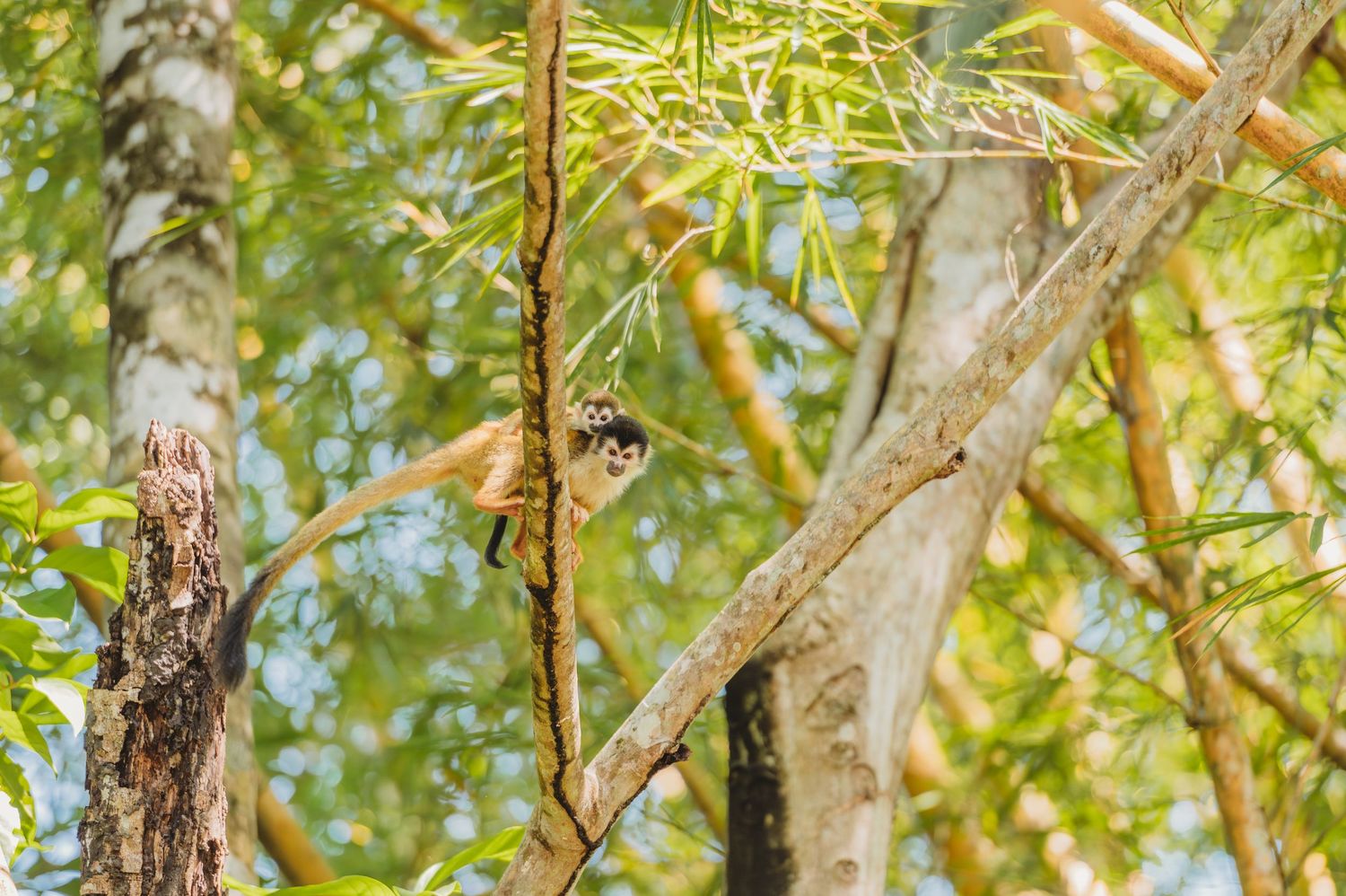 Small monkey silhouetted against bright foliage in tropical forest canopy.