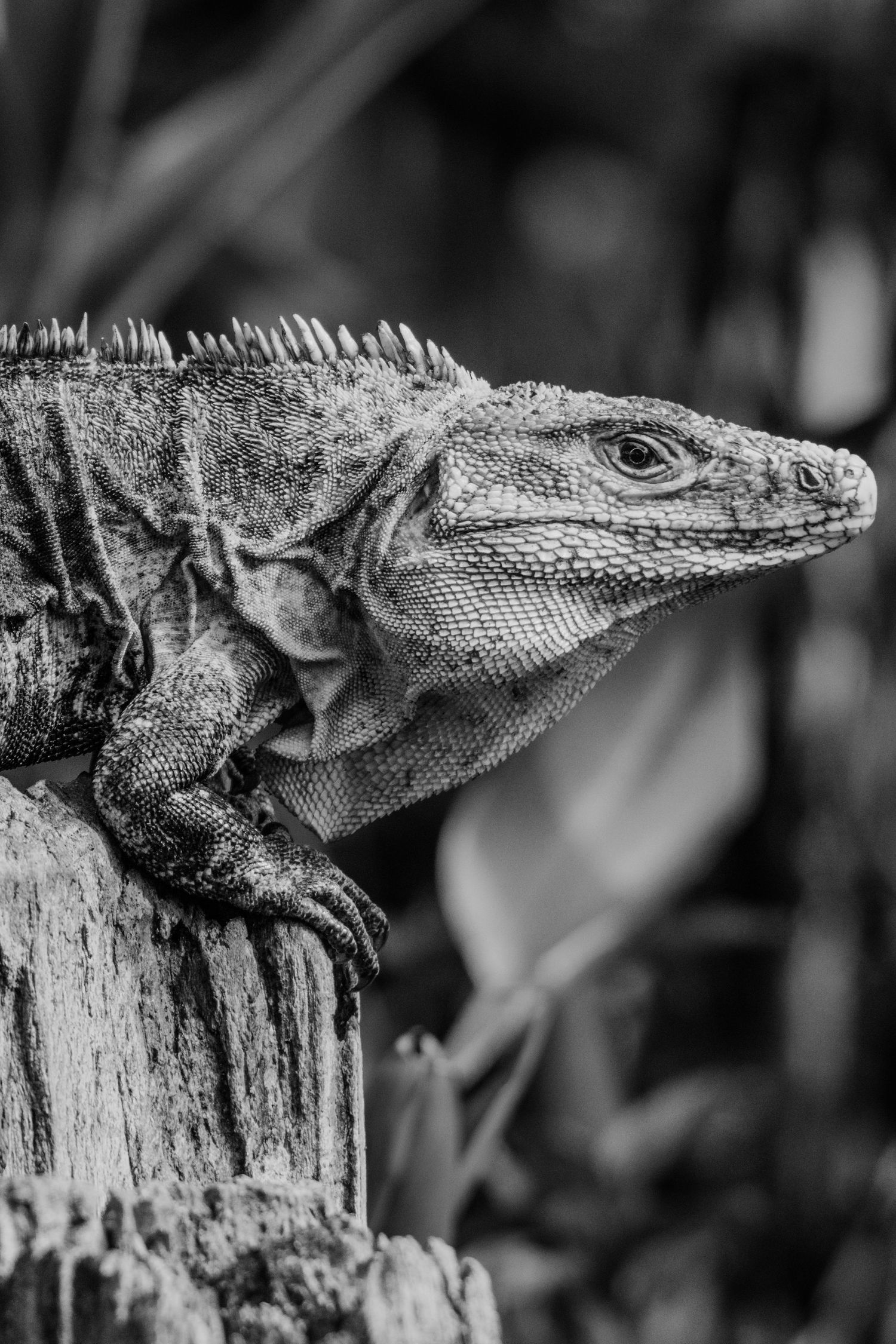 Black and white close-up portrait of an iguana perched on a weathered wooden post surrounded by tropical foliage.