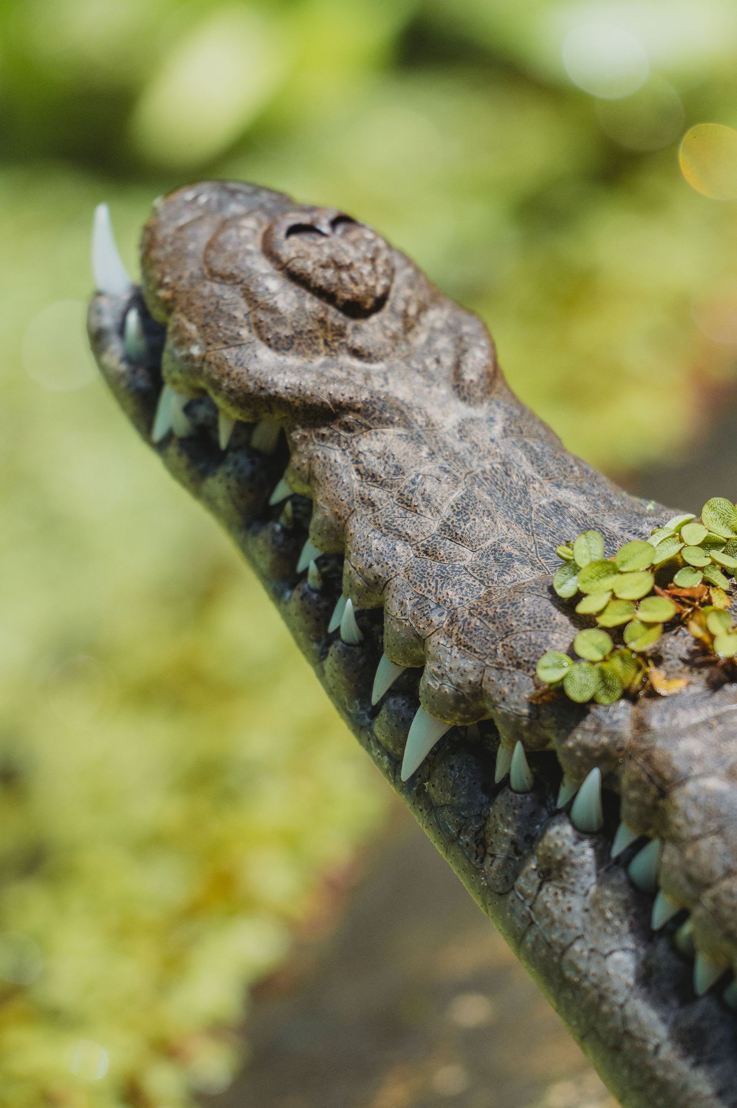 Close-up of an alligator's jaw showing rows of sharp teeth with small plants growing nearby.