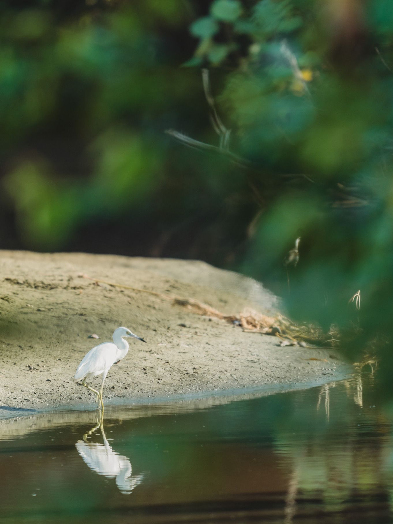 White egret reflected in calm water along a sandy riverbank.