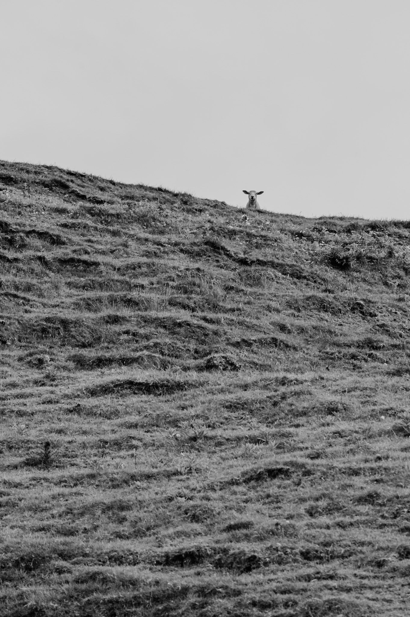 Black and white photograph of a distant sheep silhouetted on a hillside.