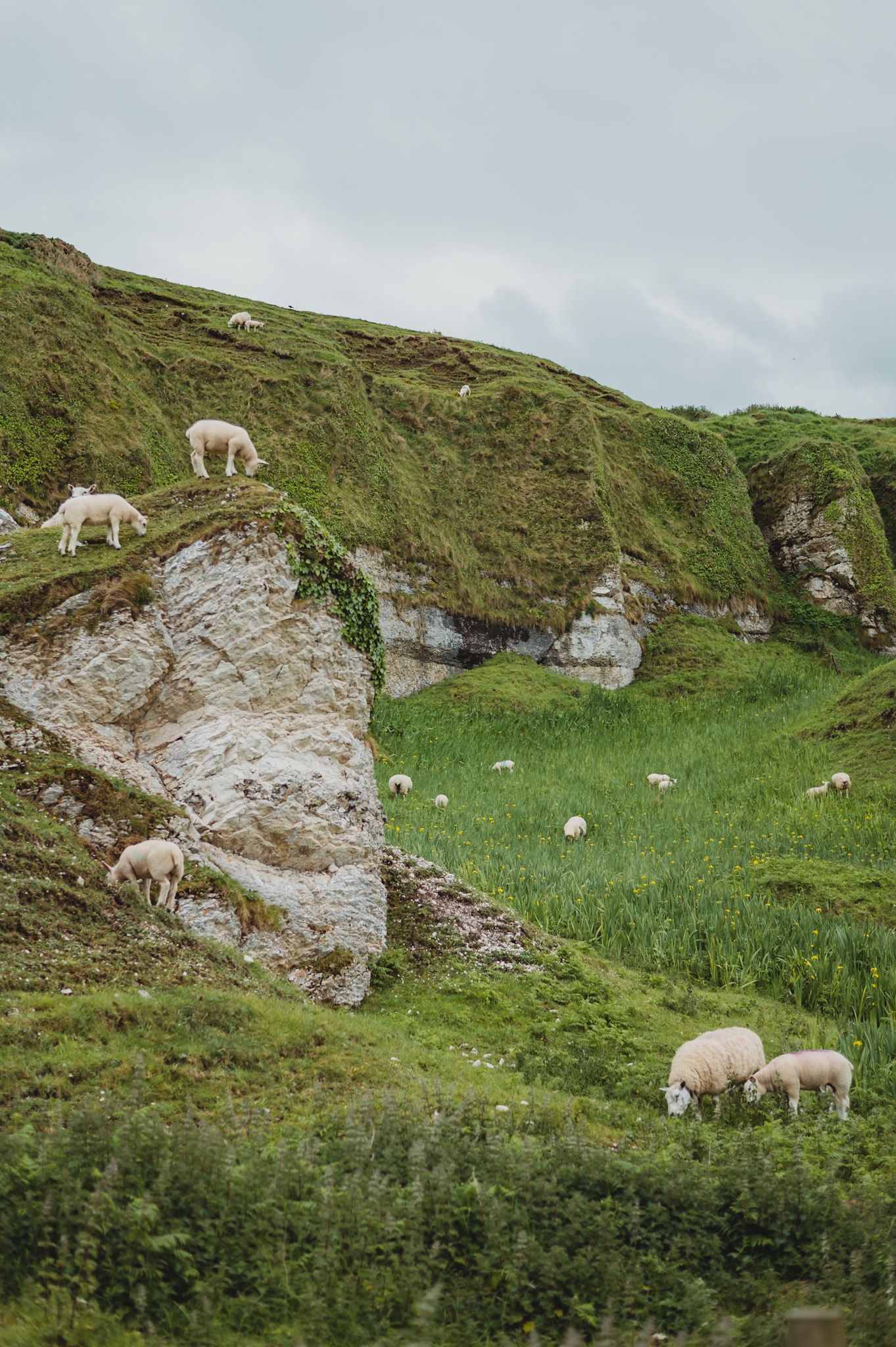 Sheep graze on a steep green hillside with exposed limestone rock face.
