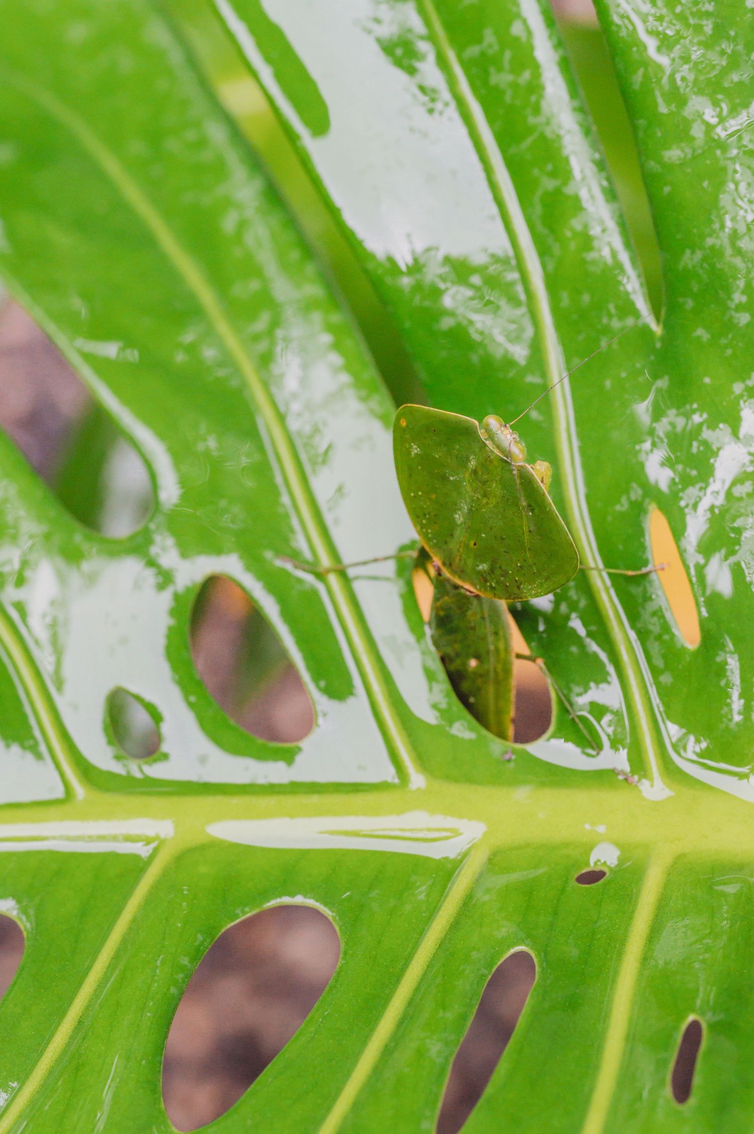 Close-up of a green leaf with holes and a small insect perched on its surface.