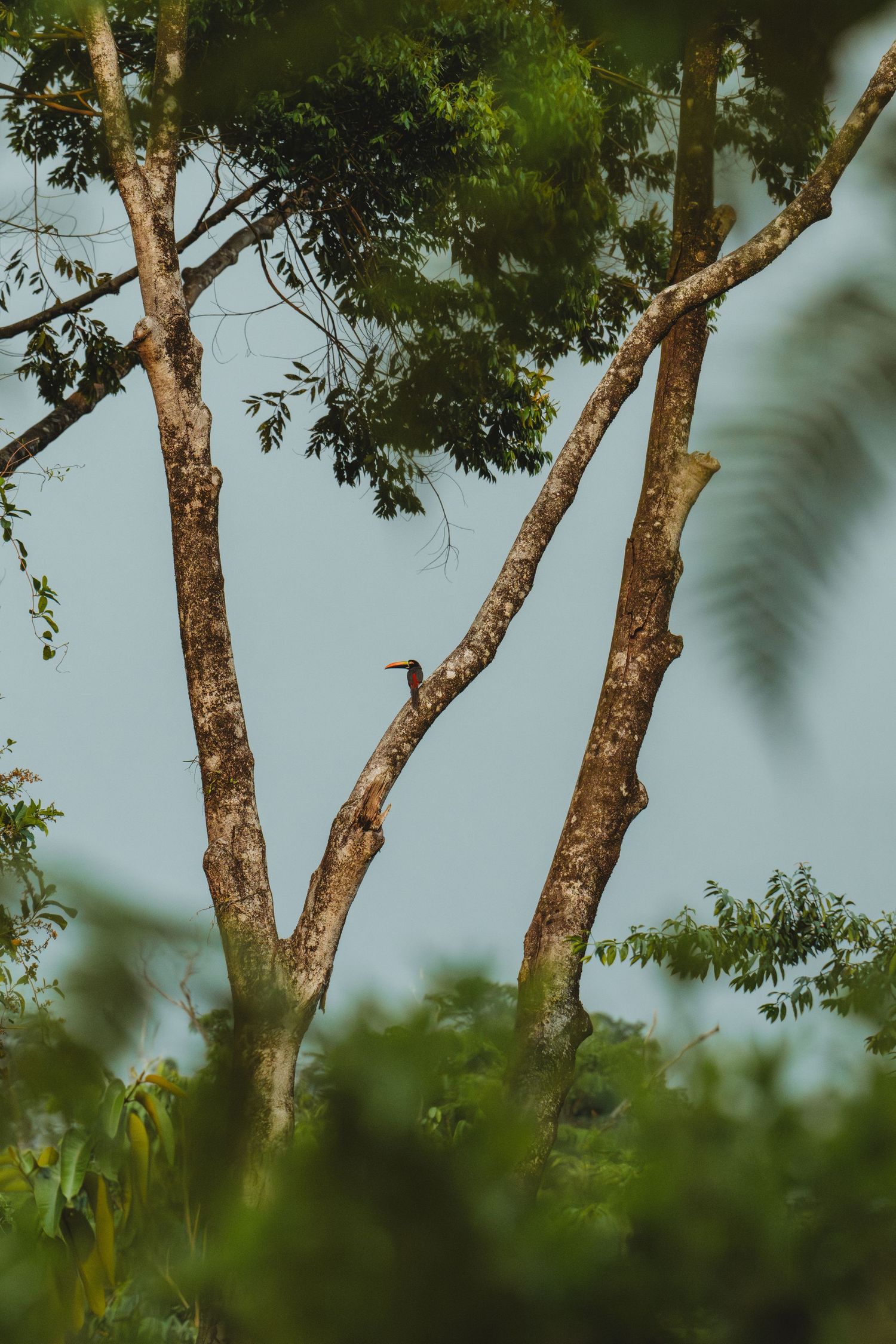 A small bird perched on a bare tree trunk surrounded by lush green tropical foliage against a pale blue sky.