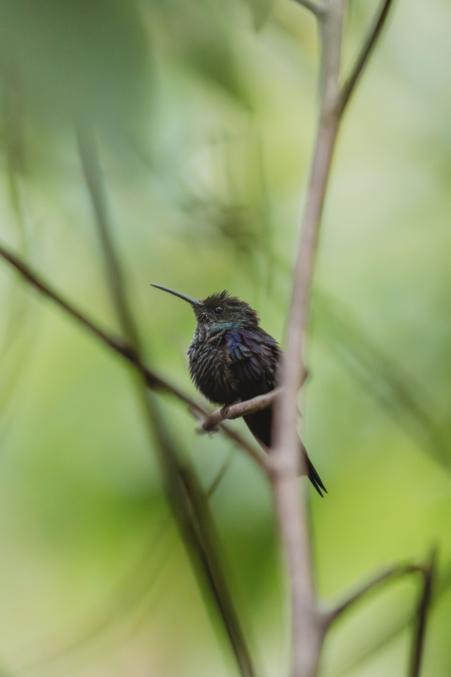 A tiny hummingbird perched on a slender branch surrounded by soft green bokeh foliage in a natural outdoor setting.