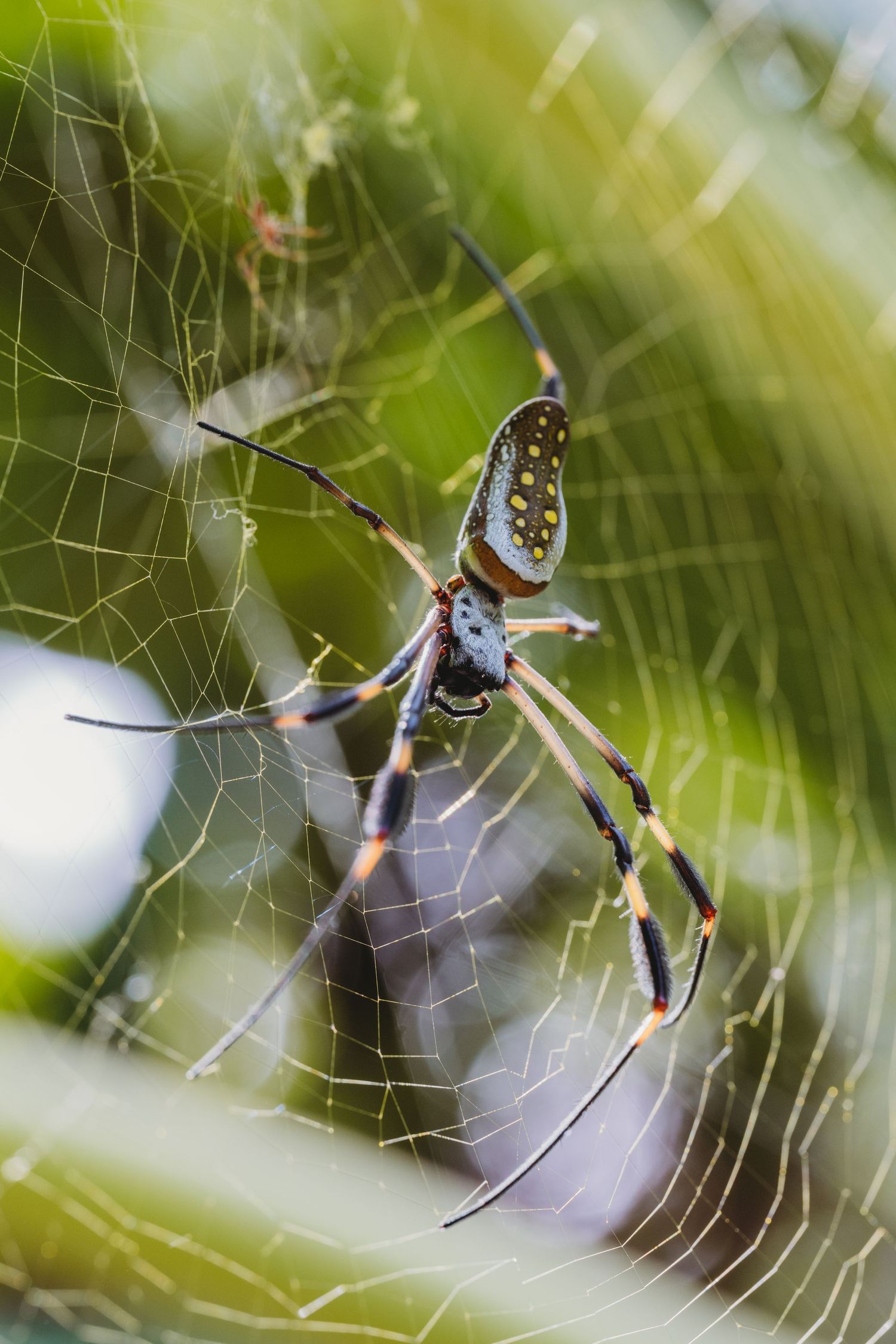 Close-up of a golden silk orb-weaver spider on its intricate web surrounded by lush green foliage.