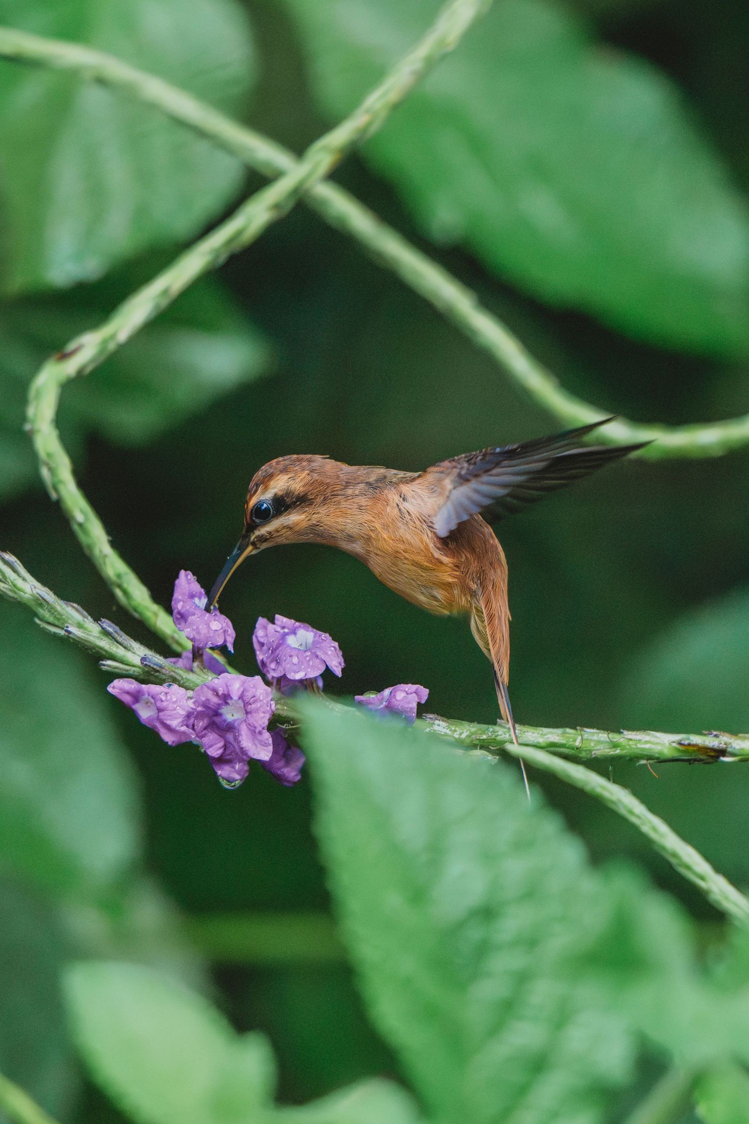 A small brown hummingbird perched on a purple flower stem among lush green tropical foliage.
