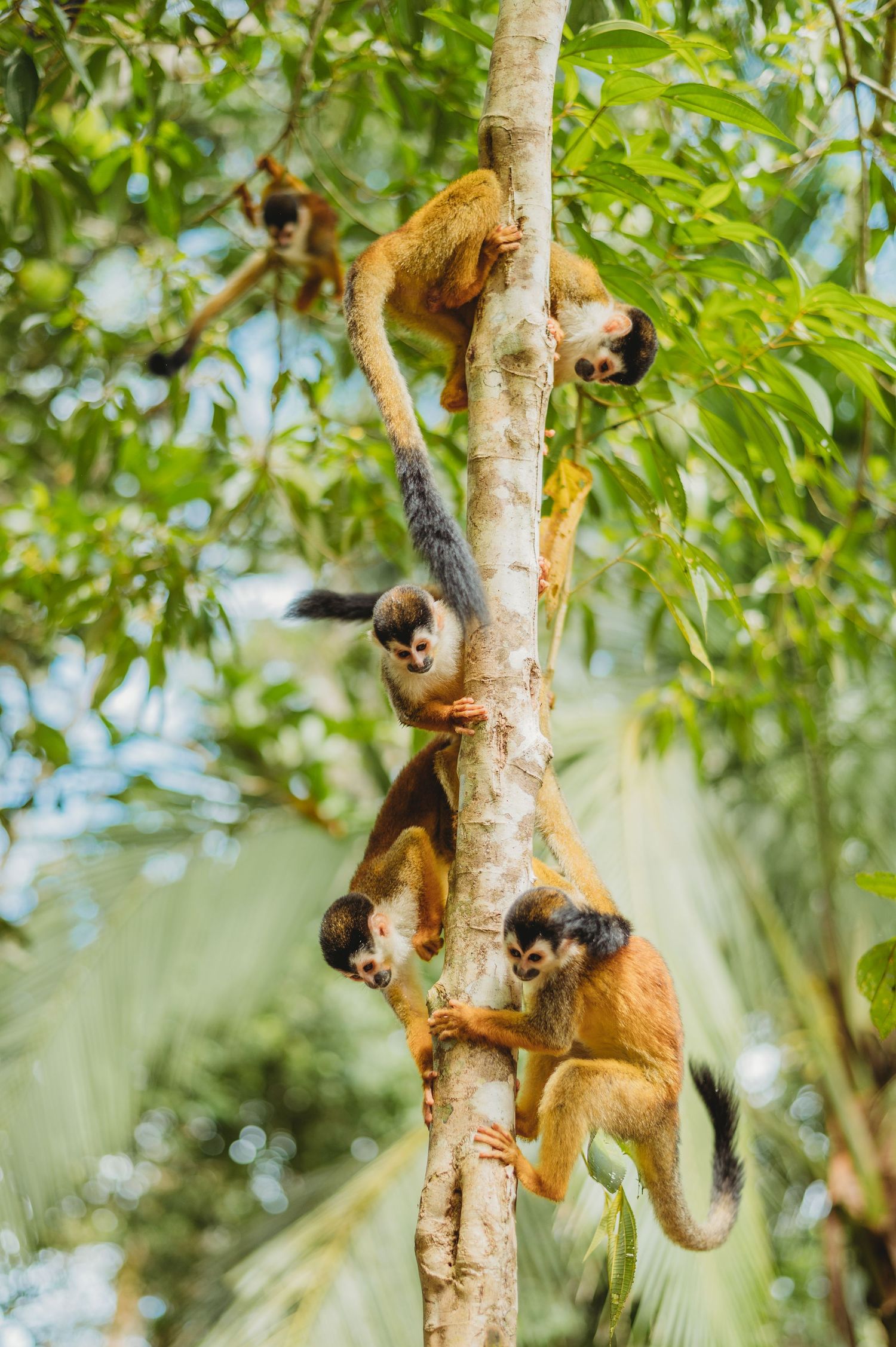 Group of monkeys climbing and playing on a tree trunk in natural habitat.