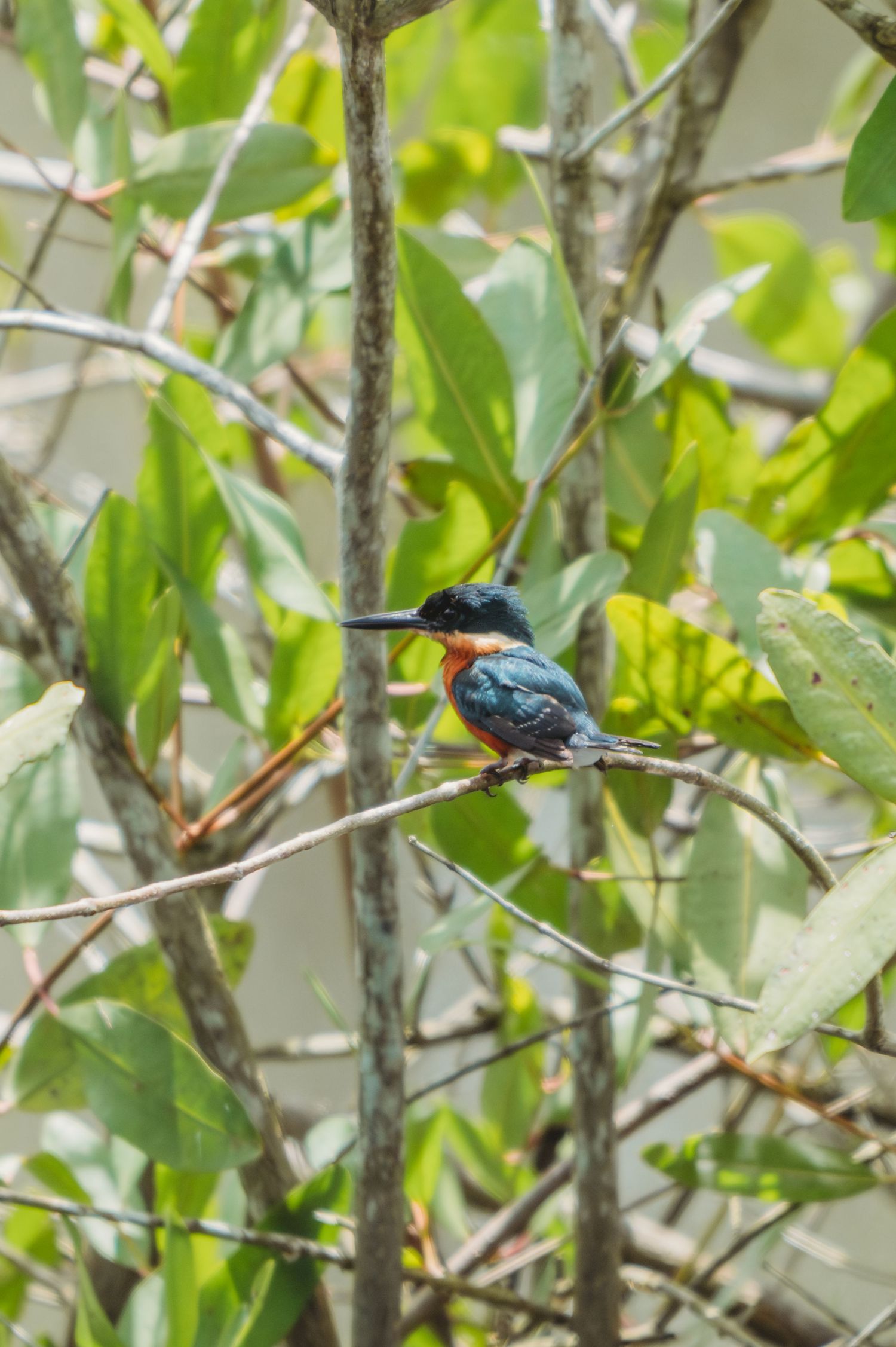 A kingfisher rests on a branch surrounded by green foliage.