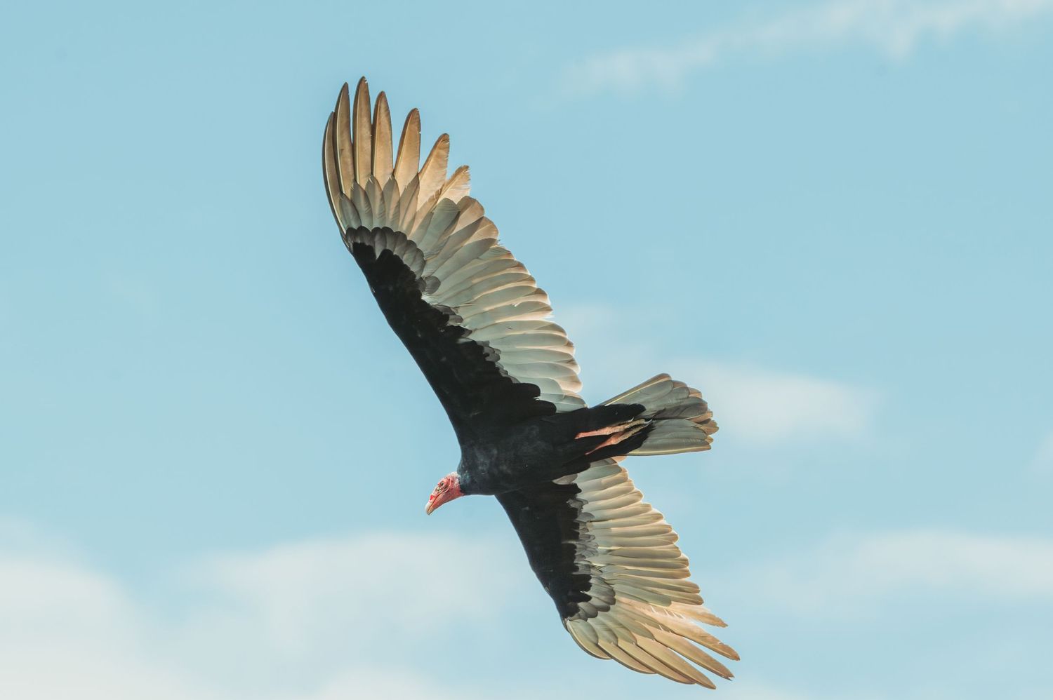 Turkey vulture soars gracefully against a blue sky with outstretched wings in a sequence of flight photos.