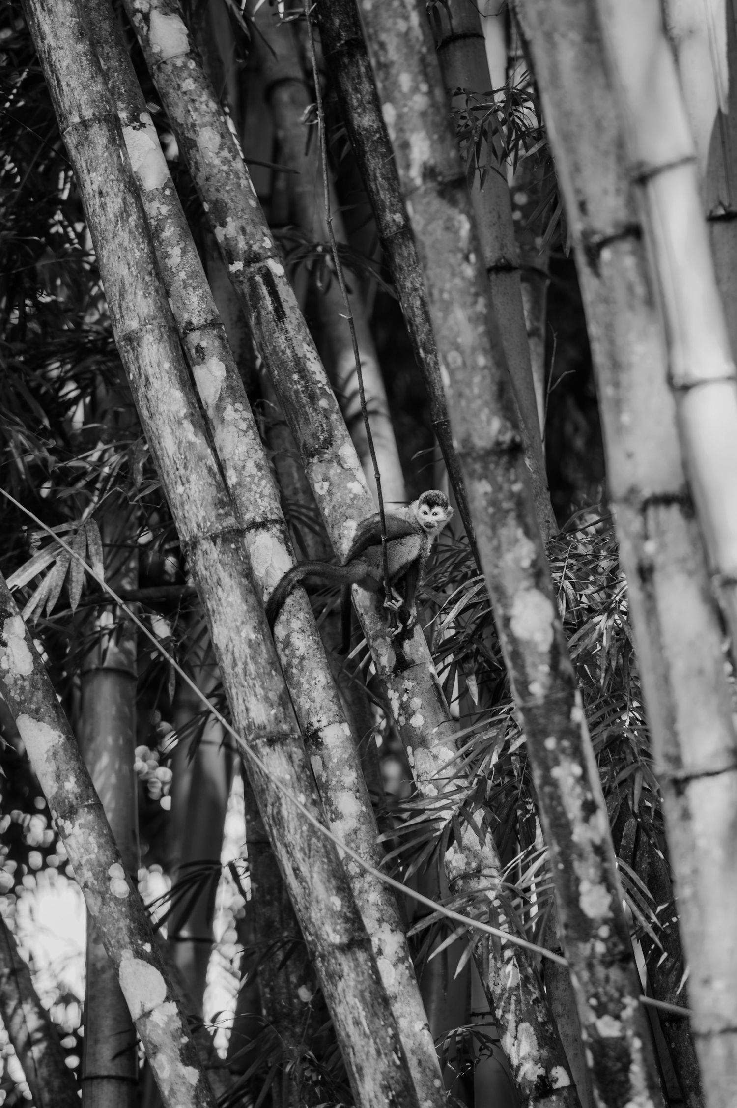 Black and white image of a small bird perched among bamboo stalks.