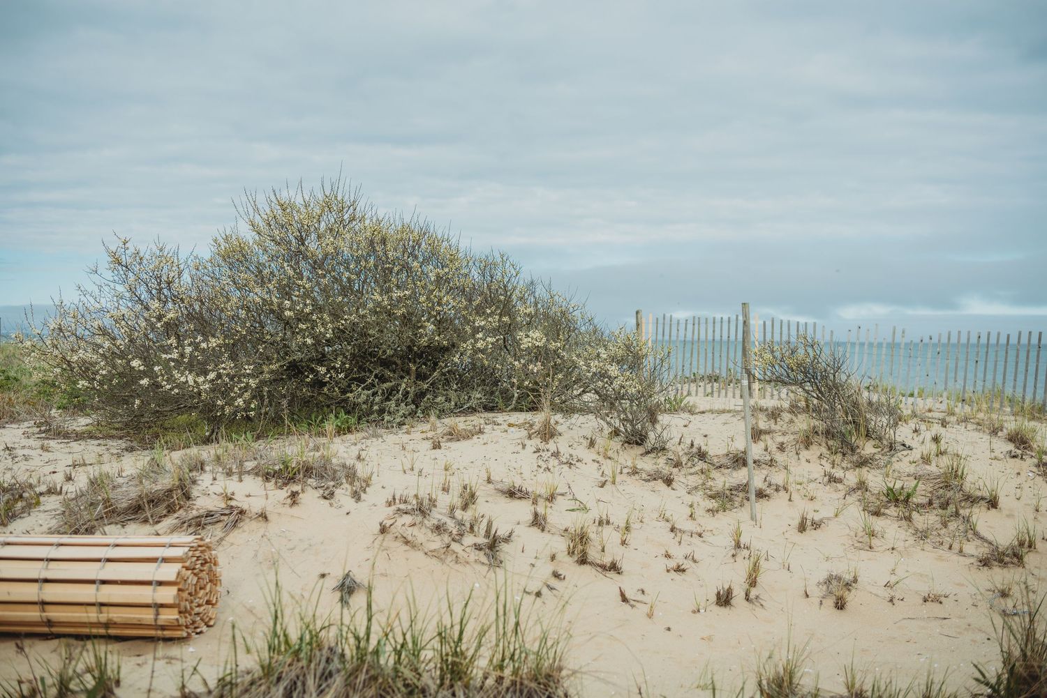 Sandy beach dunes with sparse vegetation, a wooden fence, and an overcast sky near the ocean shoreline.