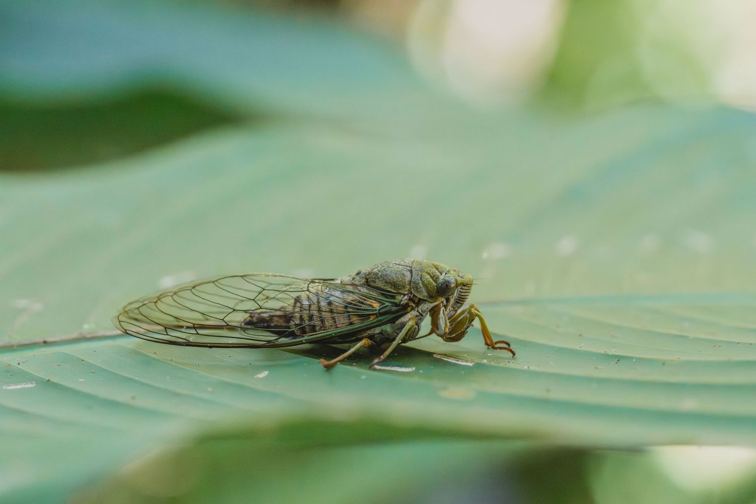 Close-up view of a cicada insect resting on a green leaf surface.
