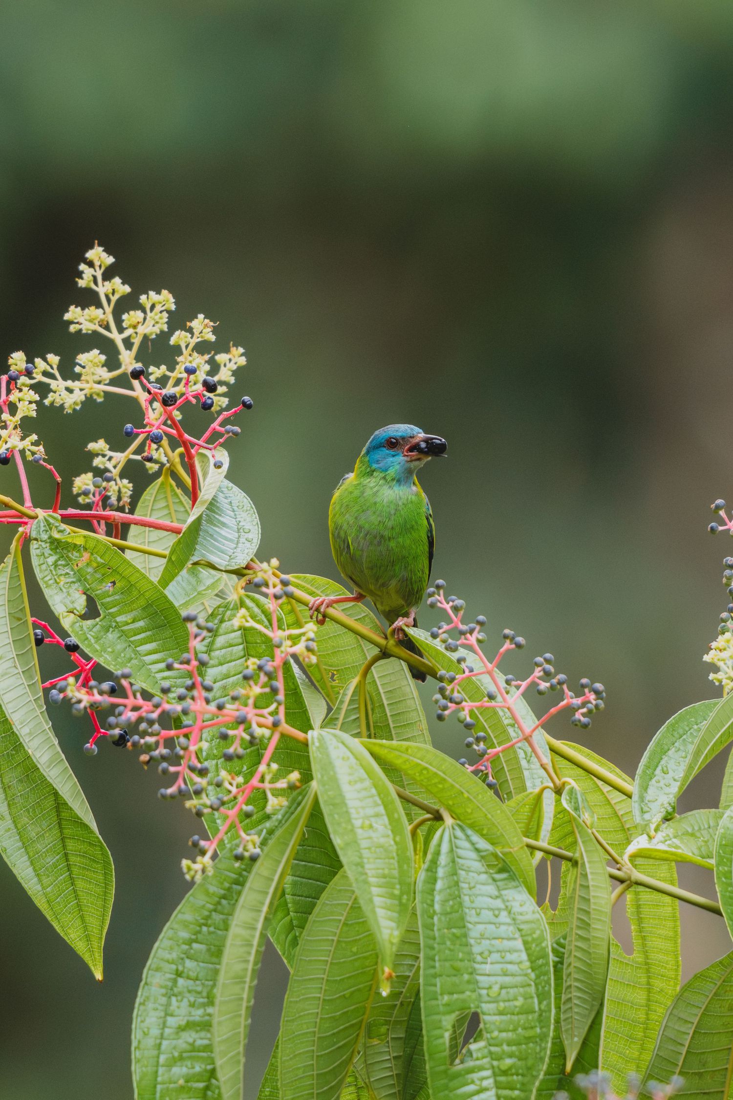 A vibrant green and blue tanager bird perched on a tropical plant with red stems and white flowers.