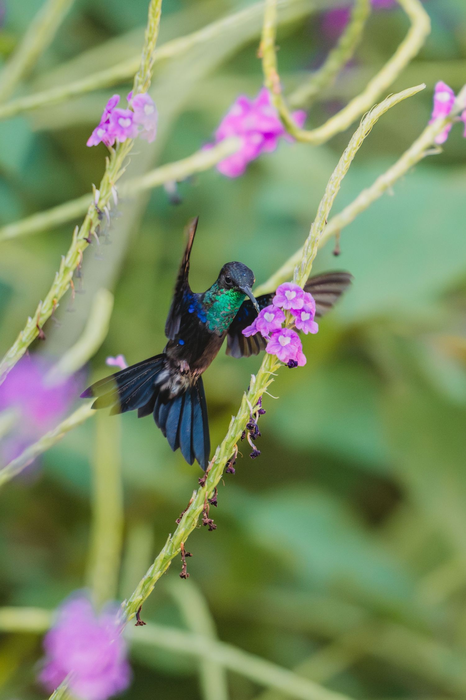 A vibrant hummingbird with iridescent green and blue plumage feeds on pink wildflowers in a lush garden.