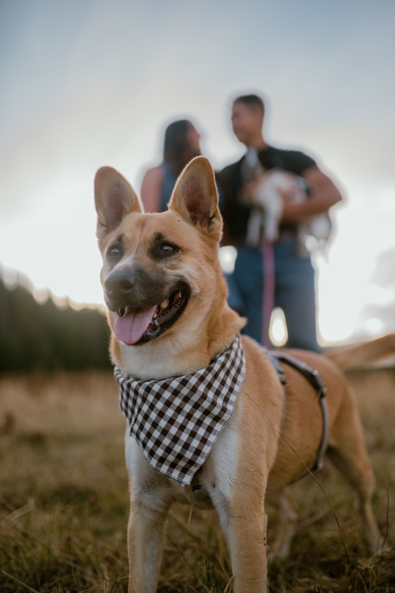 A happy German Shepherd wearing a gingham bandana stands in a field with a couple holding a small dog in the background.