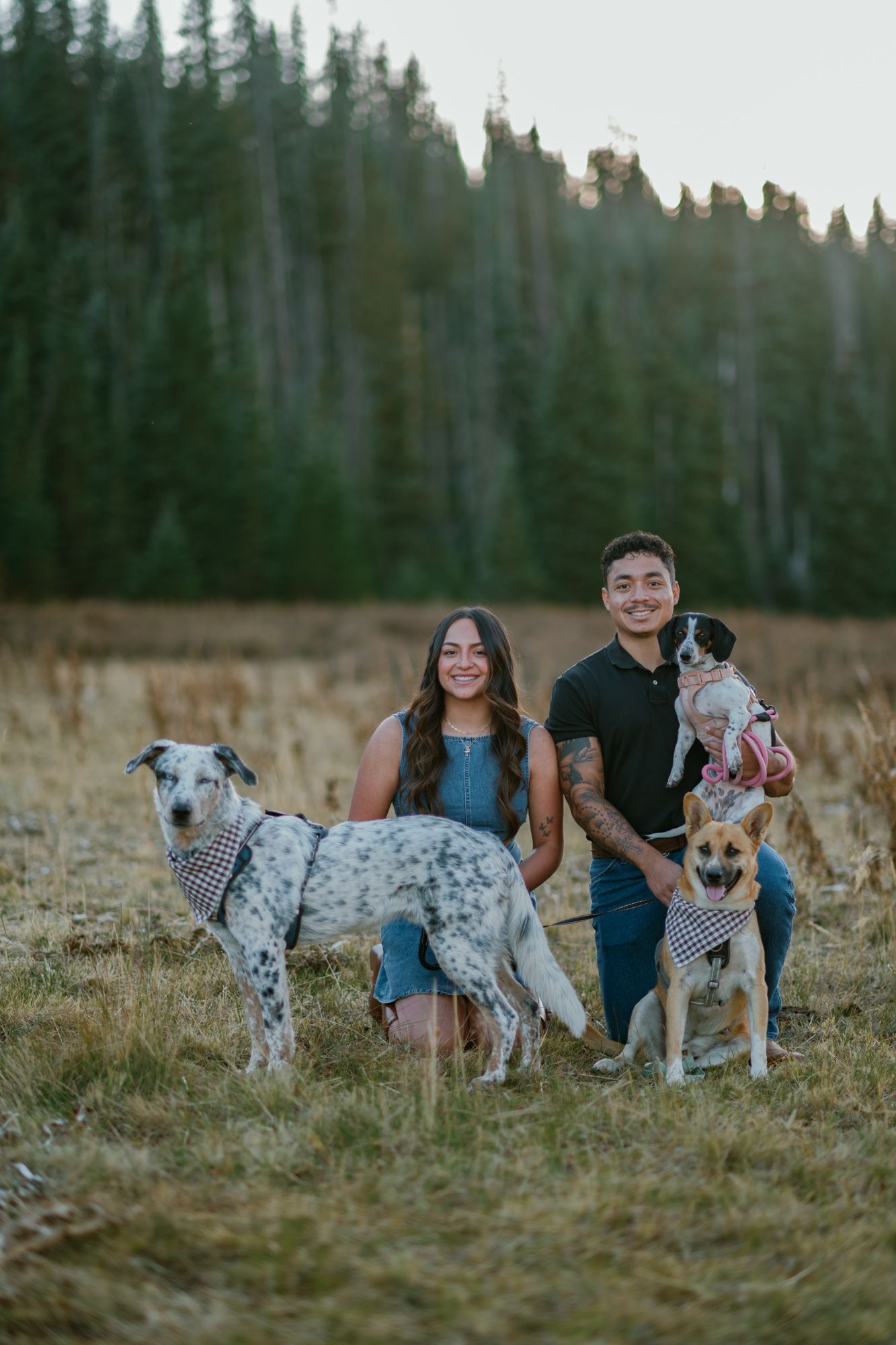 Couple posing with three dogs in a scenic field surrounded by evergreen trees during golden hour.