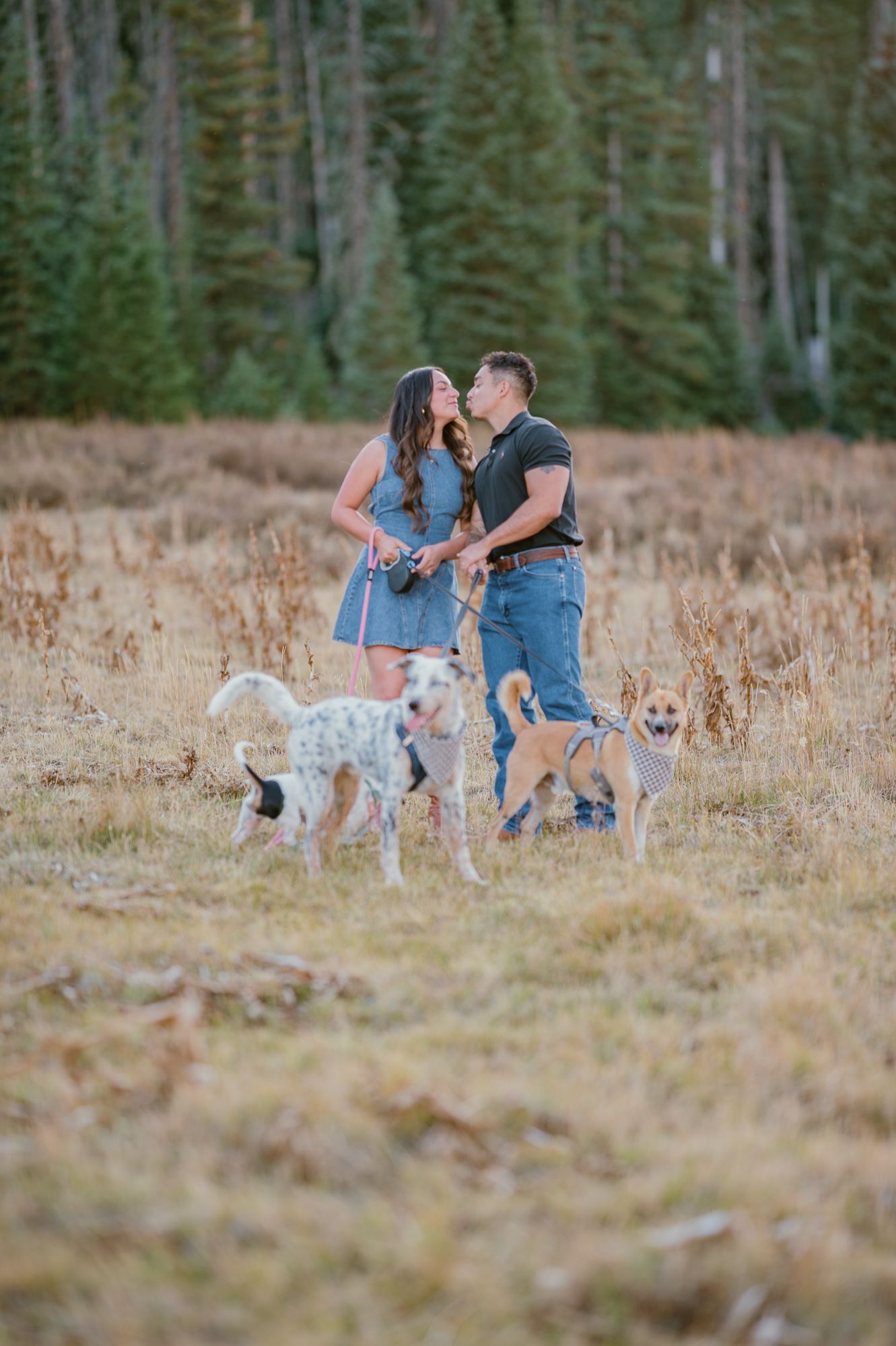 Couple sharing a kiss in a golden field with two dogs, surrounded by tall evergreen trees in the background.