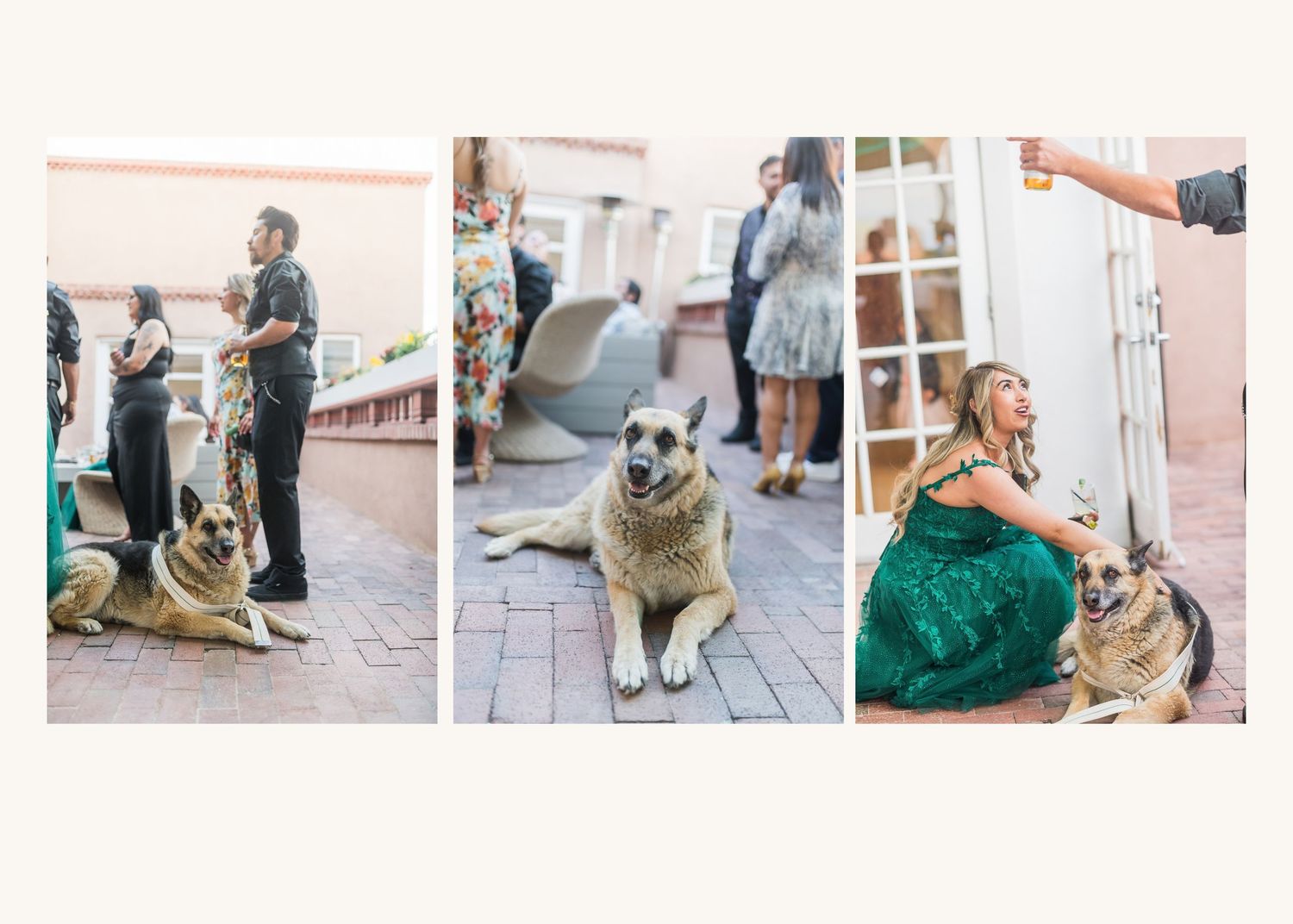 Three-panel photo collage featuring a German Shepherd dog at an outdoor wedding event with guests in formal attire.