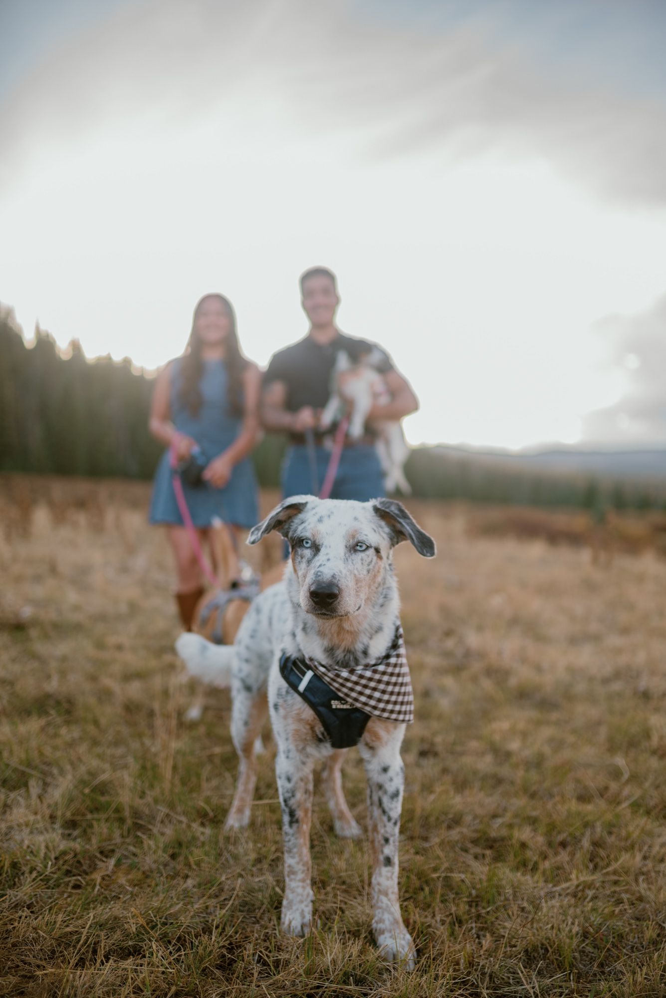 A spotted dog wearing a plaid bandana stands in a field with a couple holding a small dog in the blurred background.