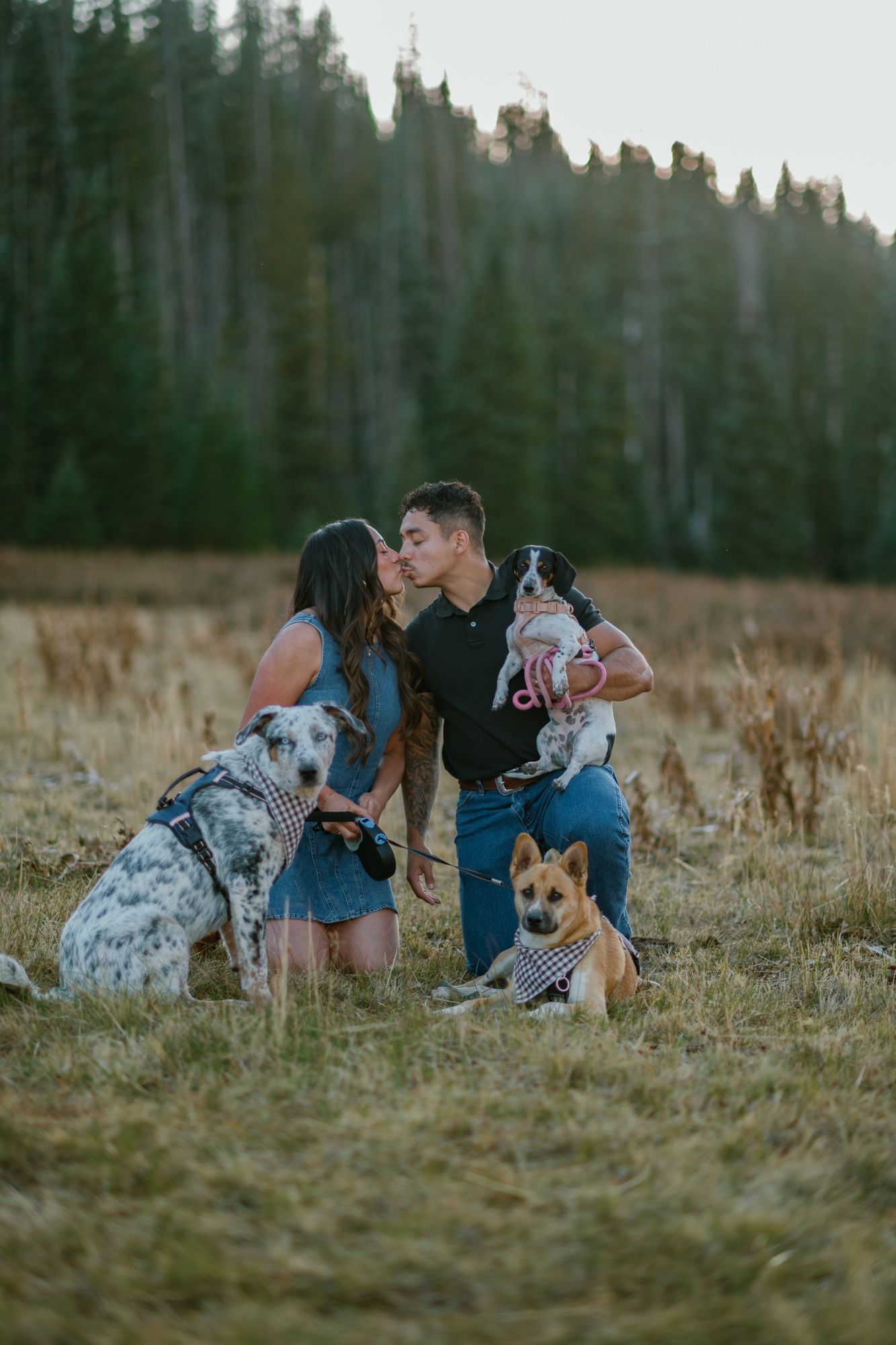 A couple kisses in a golden field surrounded by three dogs, with a pine forest backdrop at dusk.