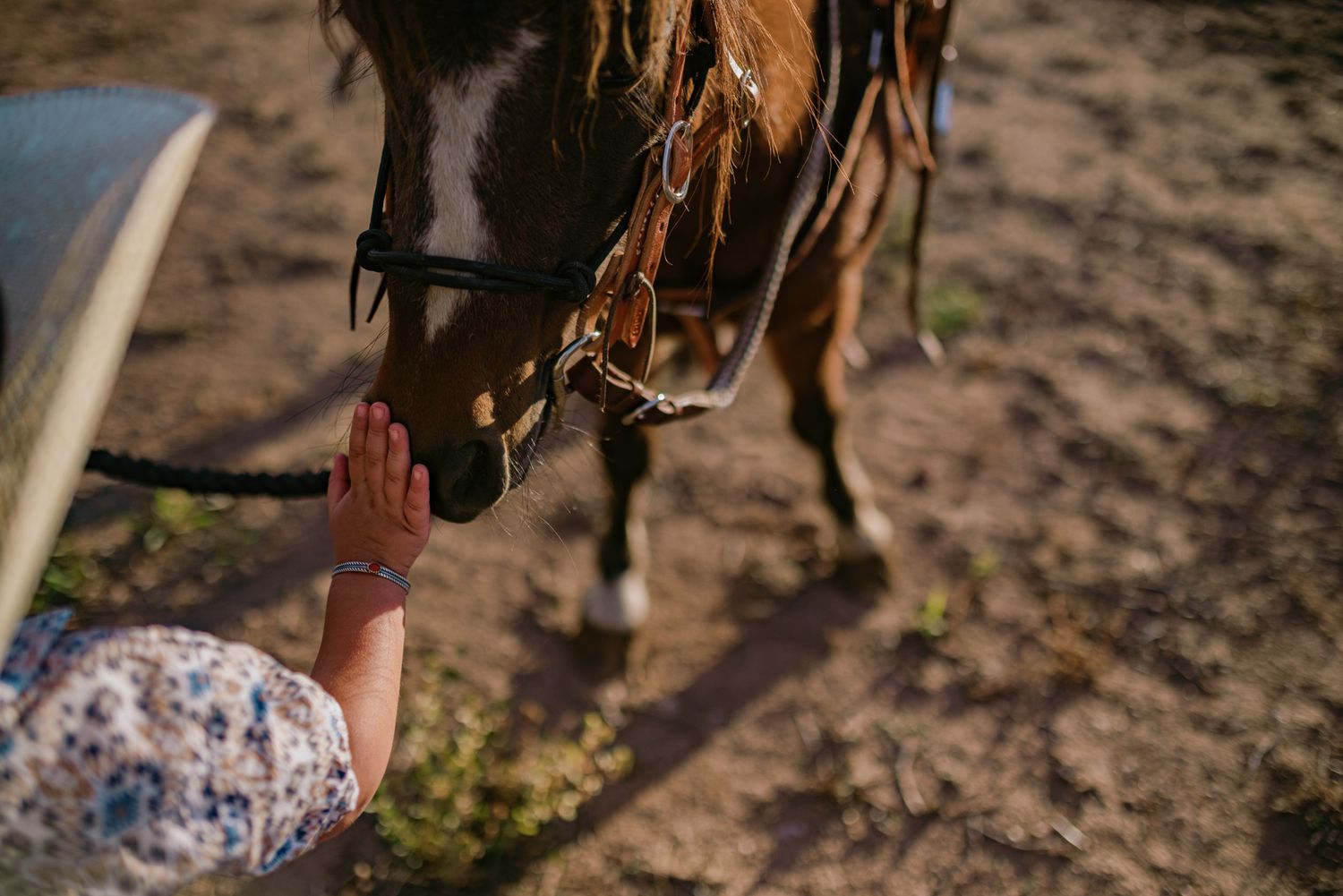 Person gently reaching out to touch a brown horse wearing a bridle outdoors on sandy ground.