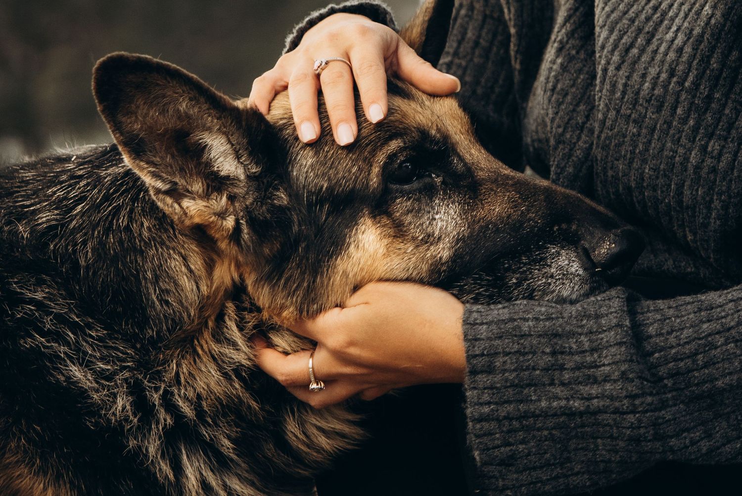 Close-up shots of hands gently petting a furry dog.