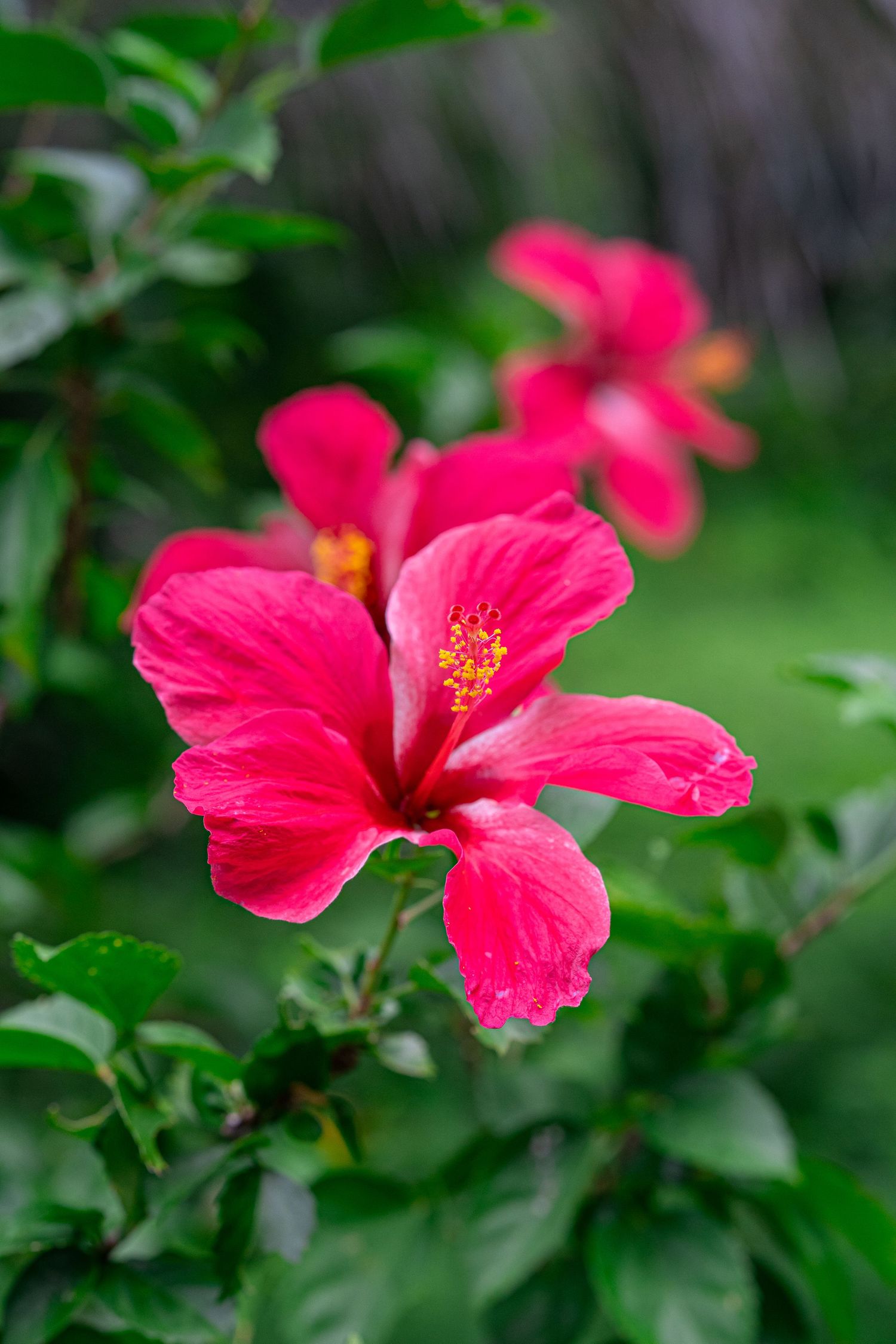 Vibrant red hibiscus flower in full bloom against lush green foliage background.
