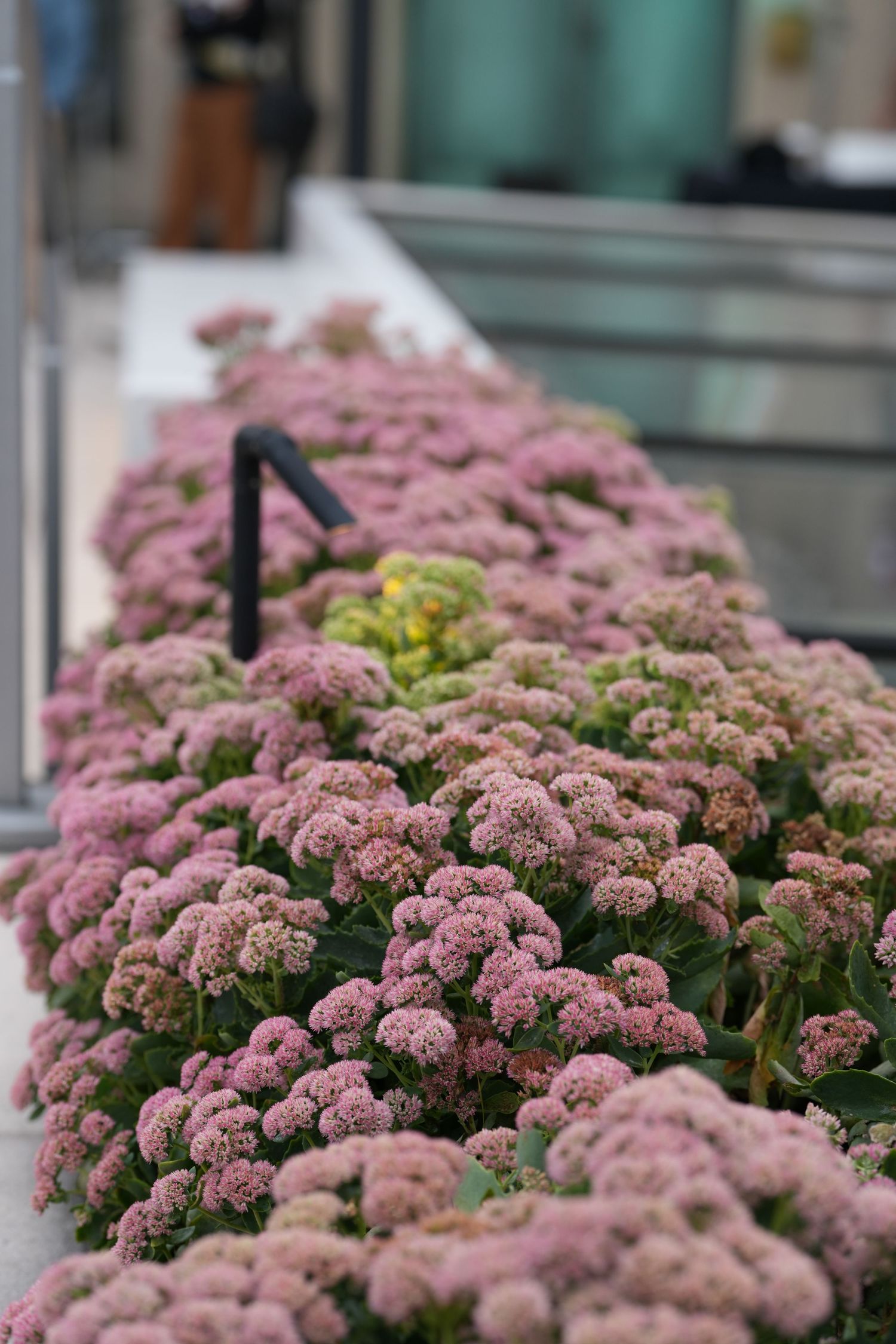 Close up of pink sedum flowers blooming in a garden setting.
