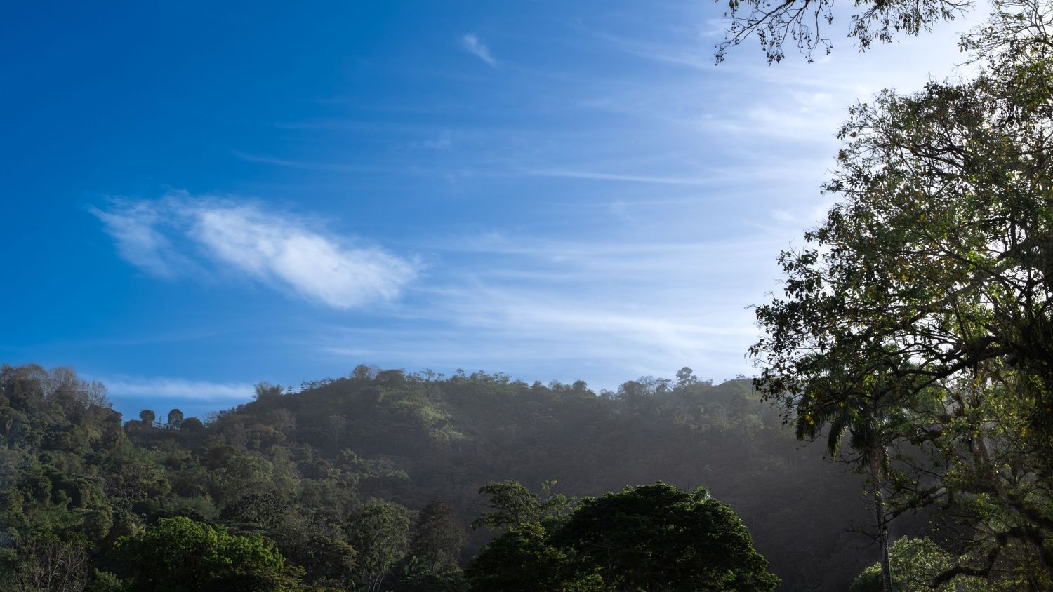 Panoramic view of blue sky with scattered clouds and tree silhouettes.