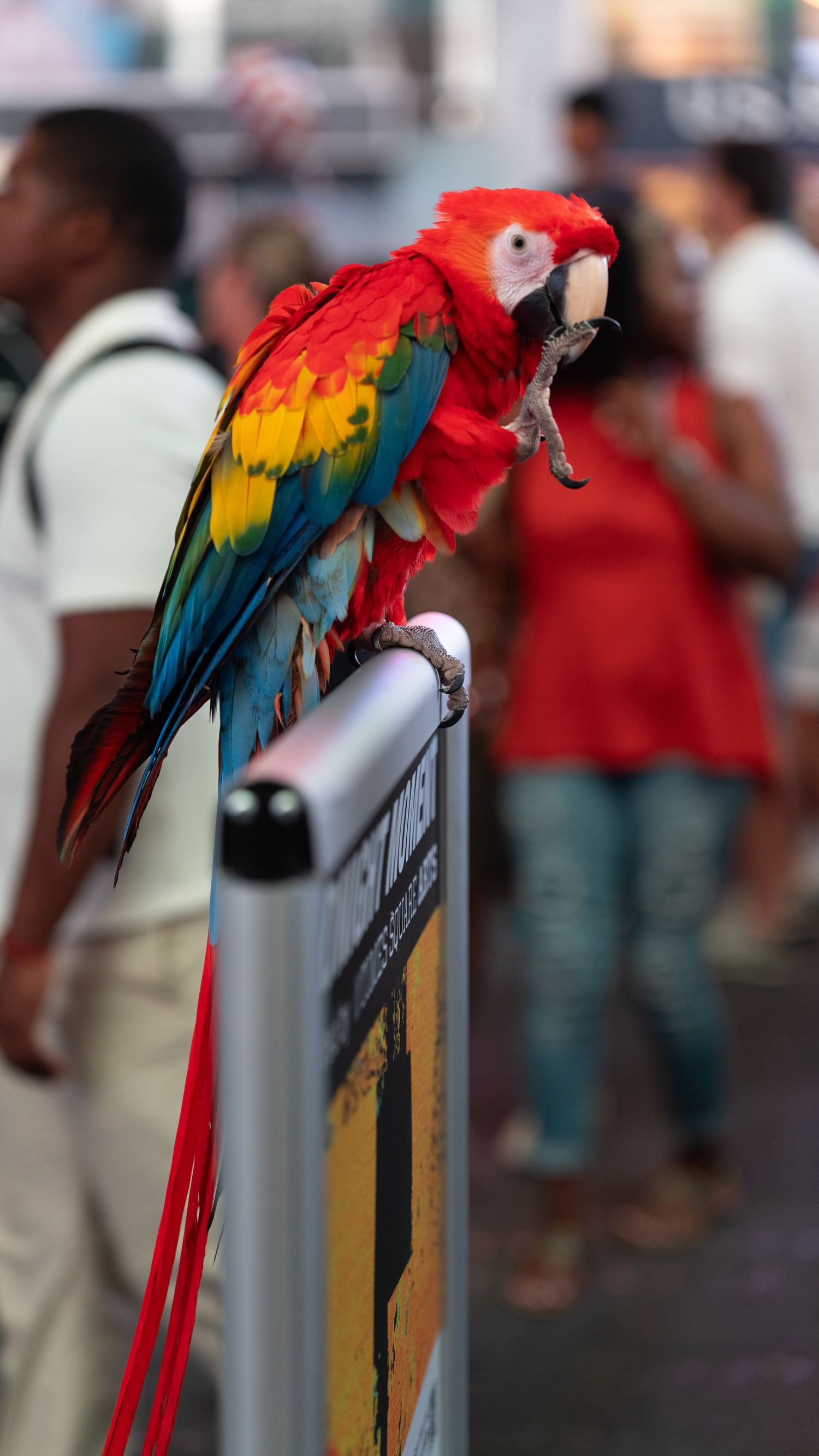 Colorful scarlet macaw perched on a railing with vibrant red, yellow and blue feathers.