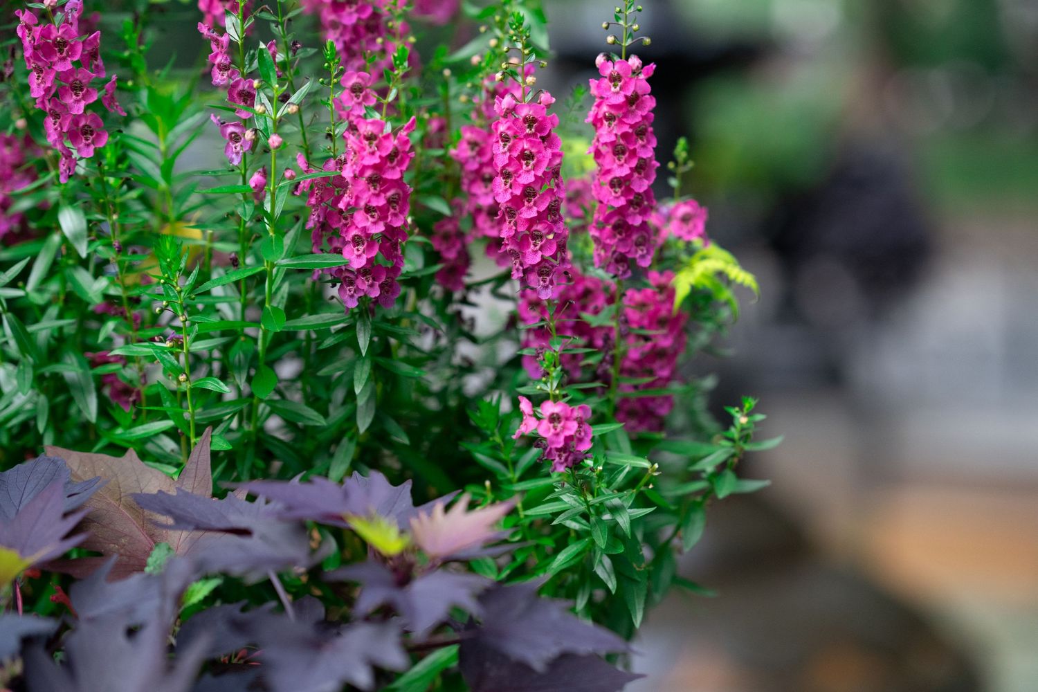 Vibrant pink flowering plants with green foliage in a garden setting.