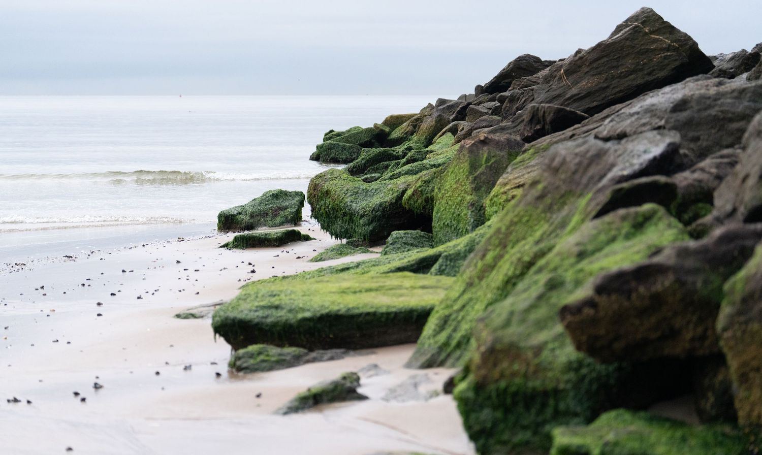 Moss-covered rocks and boulders along a sandy beach shoreline.