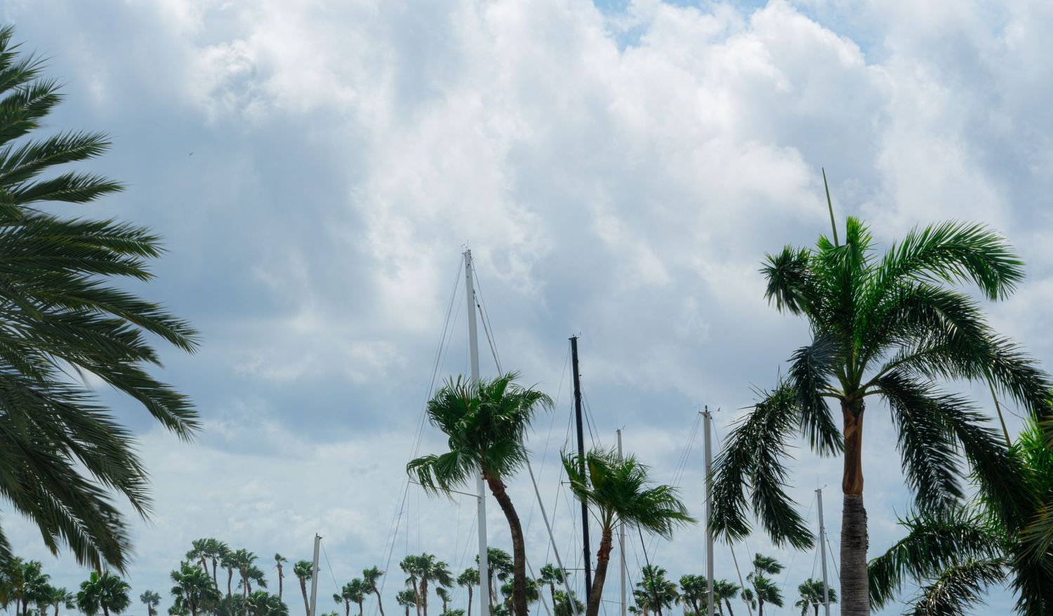 Palm trees swaying against cloudy sky in tropical location.
