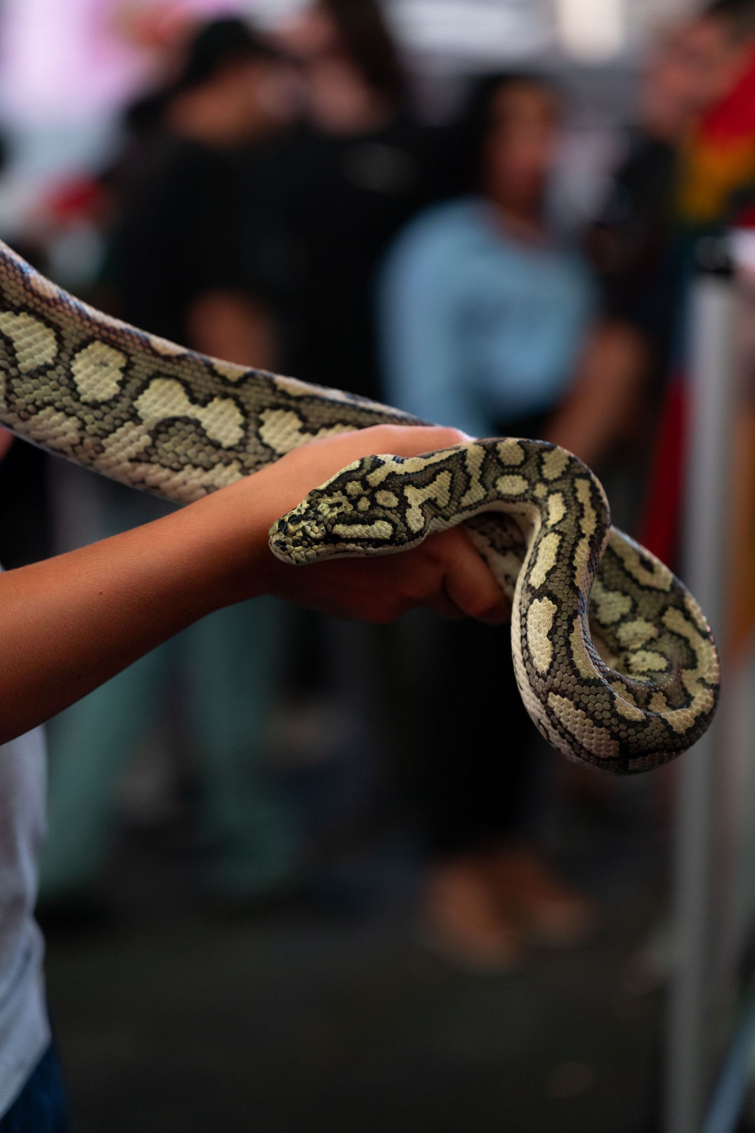 A python snake with intricate patterns being held and displayed.