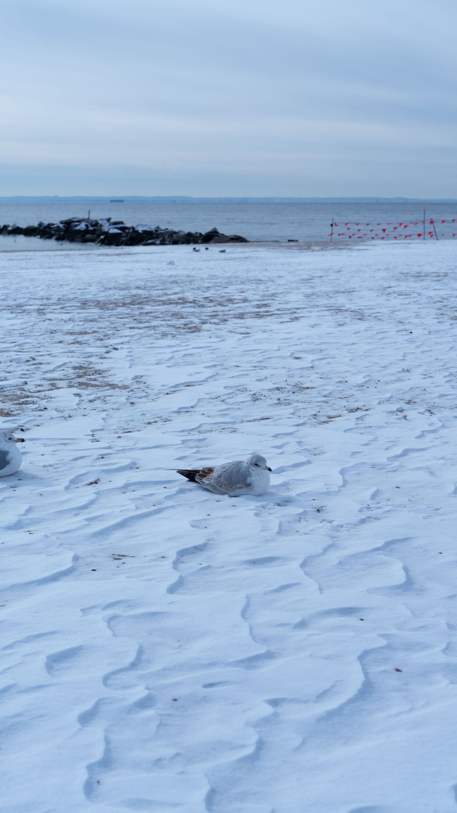 Seagull resting on snow-covered beach with rocky breakwater in the distance.