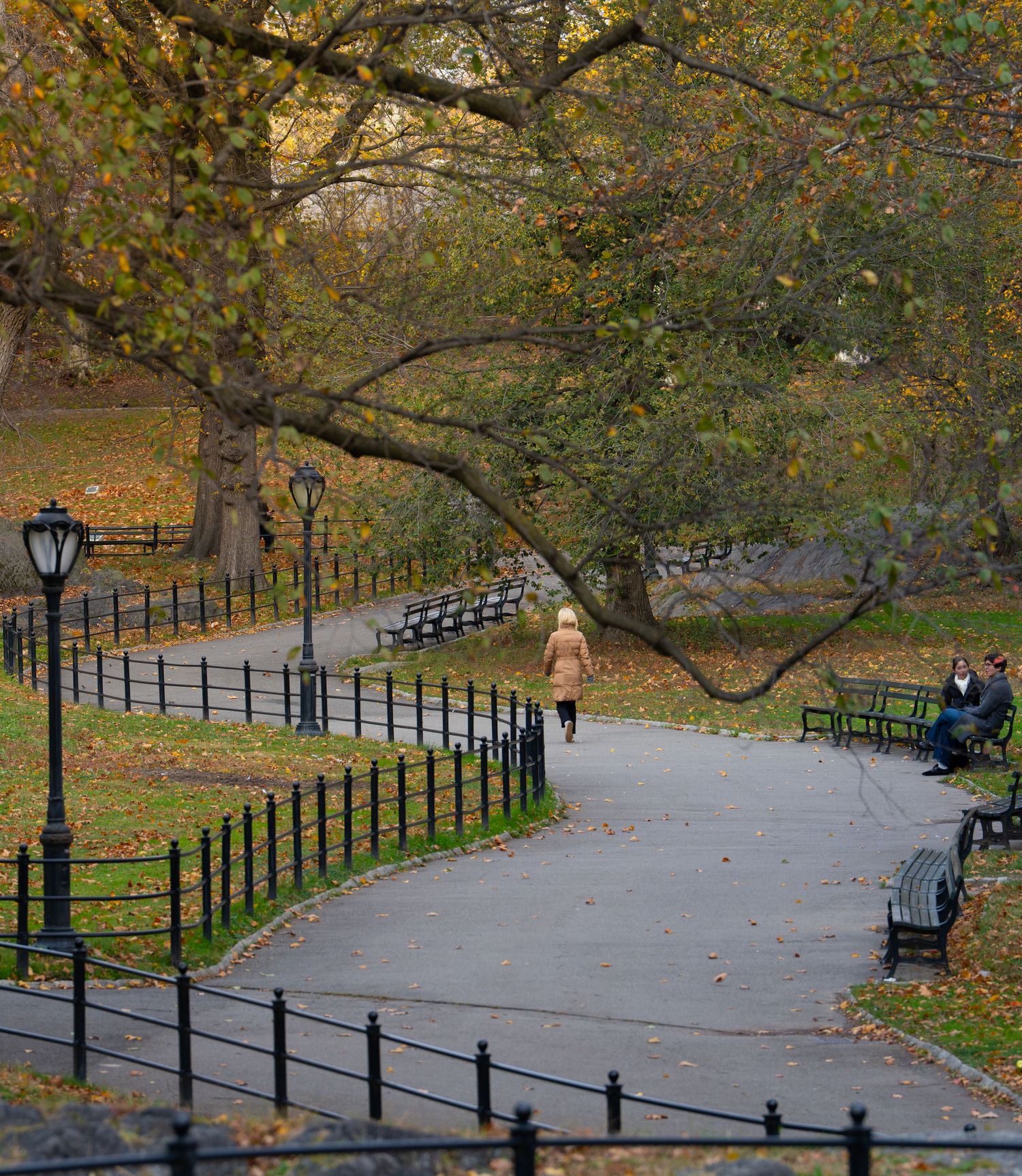 A curved pathway with black railings winds through autumn trees in Central Park with scattered benches and lamp posts.