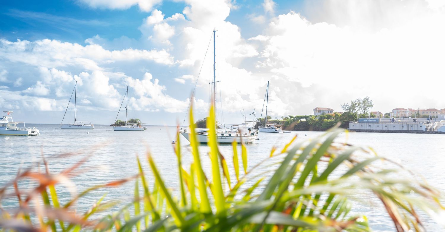 Tropical marina view with palm fronds and sailboats under bright blue skies.