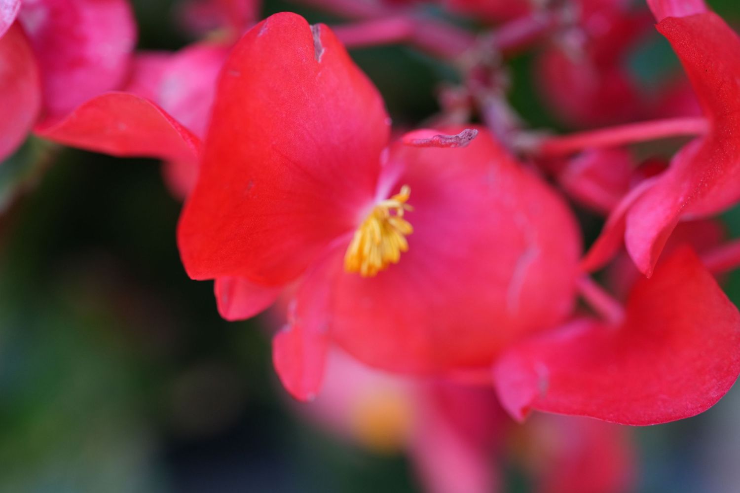 Vibrant red begonia flowers in macro detail showing petals and yellow stamens.