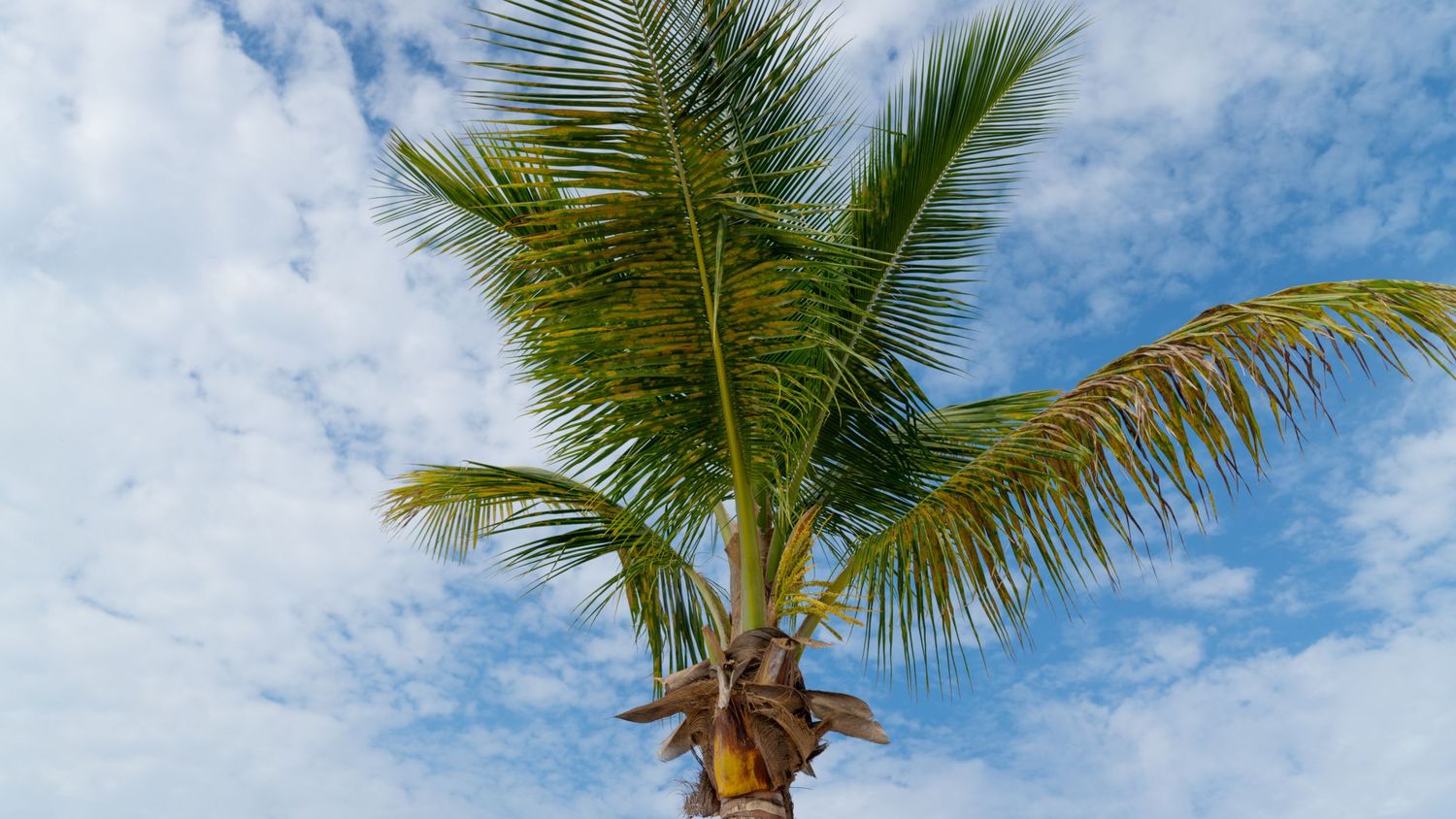 Low angle view of a tall palm tree with green fronds against a bright blue sky with white puffy clouds.