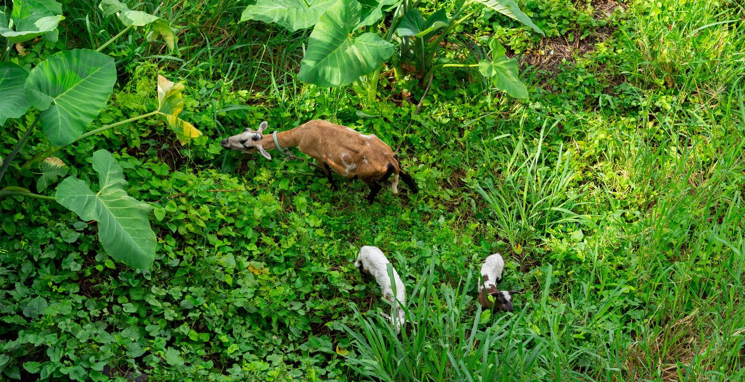 Lush green tropical vegetation and foliage in natural sunlight.