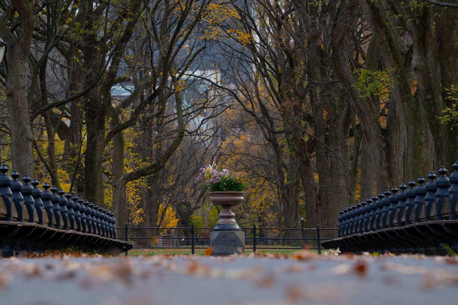 A tree-lined path with autumn foliage and ornate black metal lampposts in Central Park during fall season.