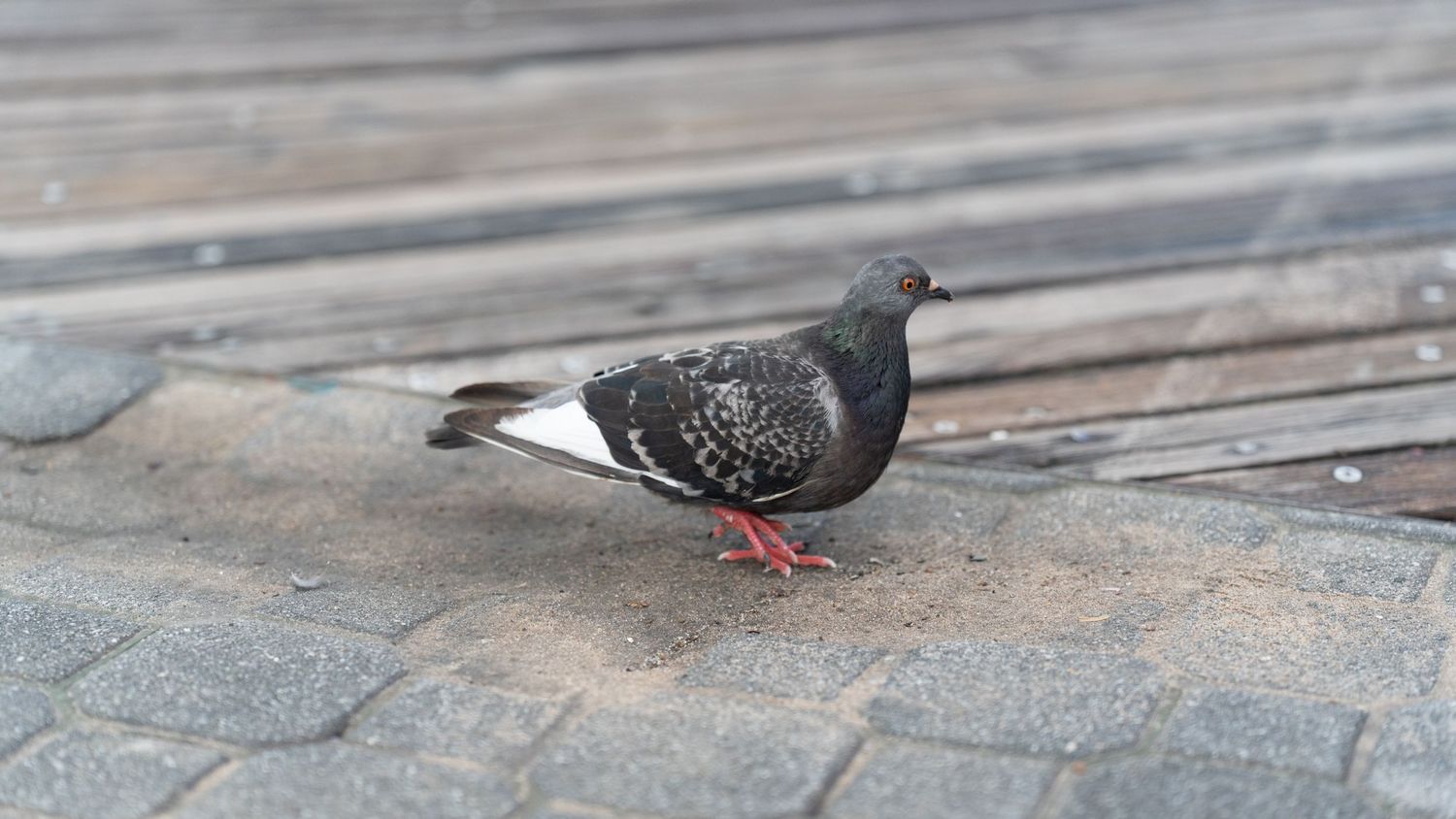 Close-up view of pigeons walking on wooden boardwalk planks.