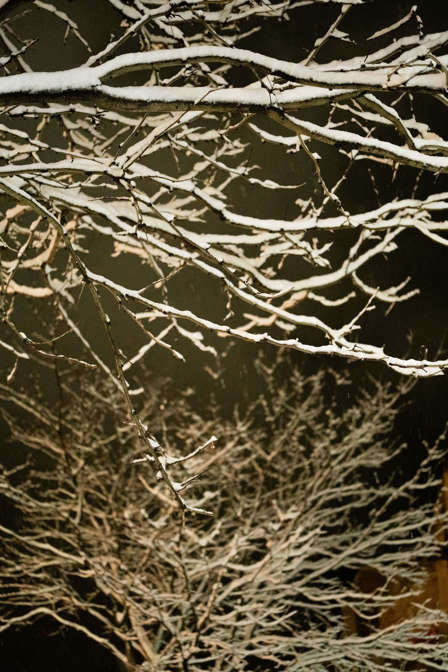 Snow-covered tree branches create intricate patterns against dark night sky.