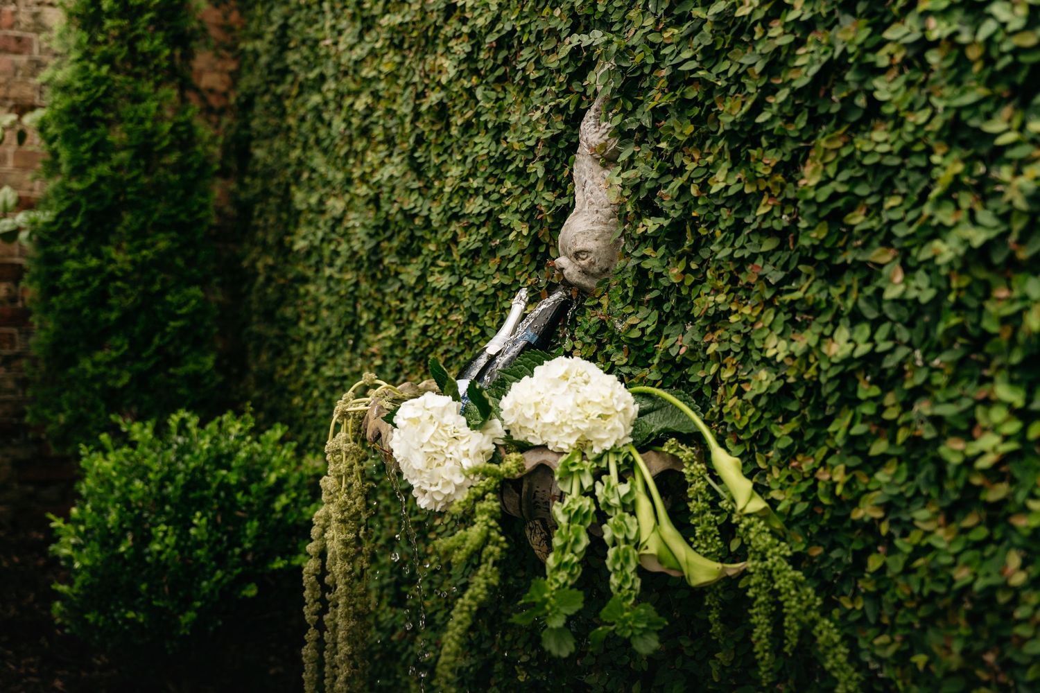 Lush green garden wall covered in dense ivy creates a natural vertical backdrop.
