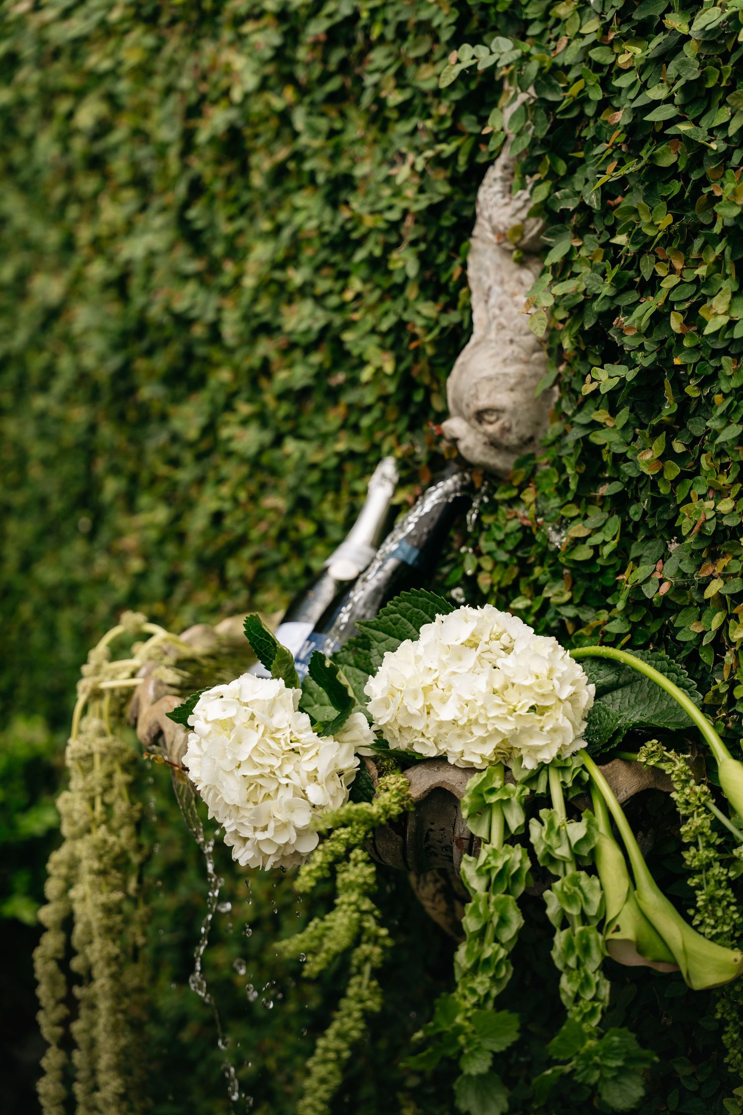 A hummingbird hovers near white hydrangea blooms against a green leafy background.