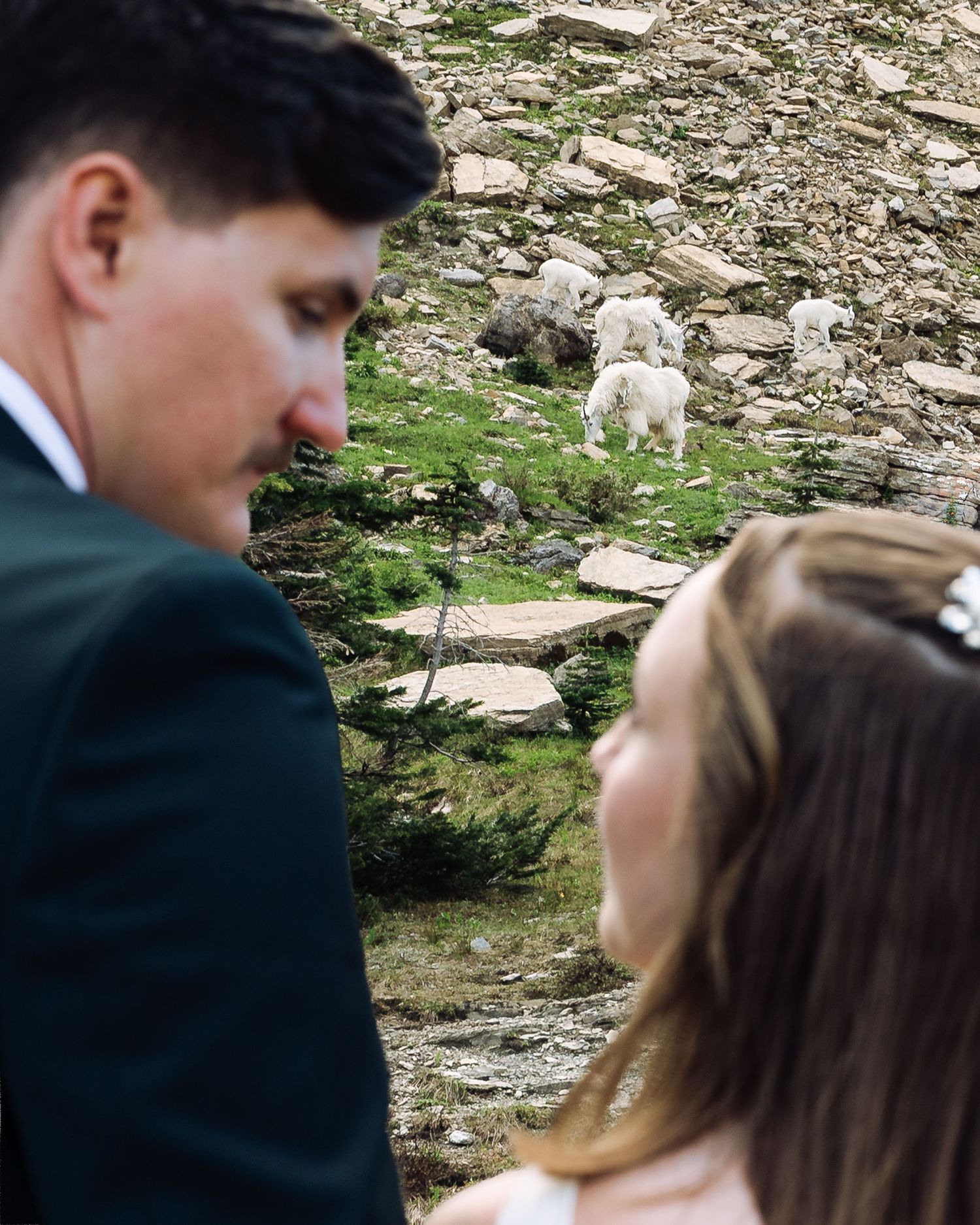 A couple in wedding attire poses outdoors on a rocky mountain slope with white mountain goats visible behind them.