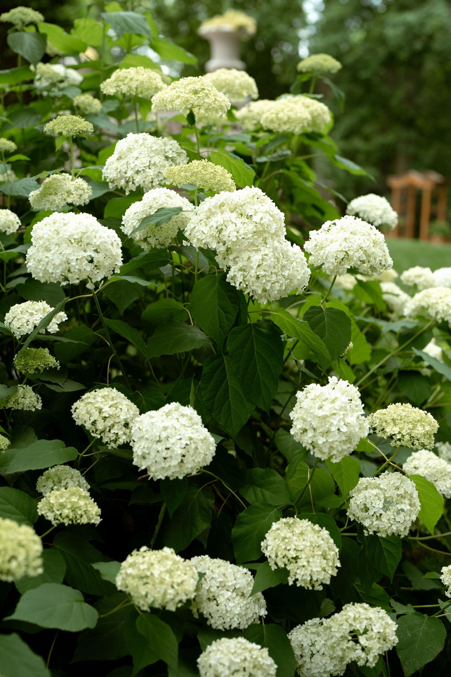 Lush white hydrangea bush in full bloom with large round flower clusters and green leaves in a garden setting.